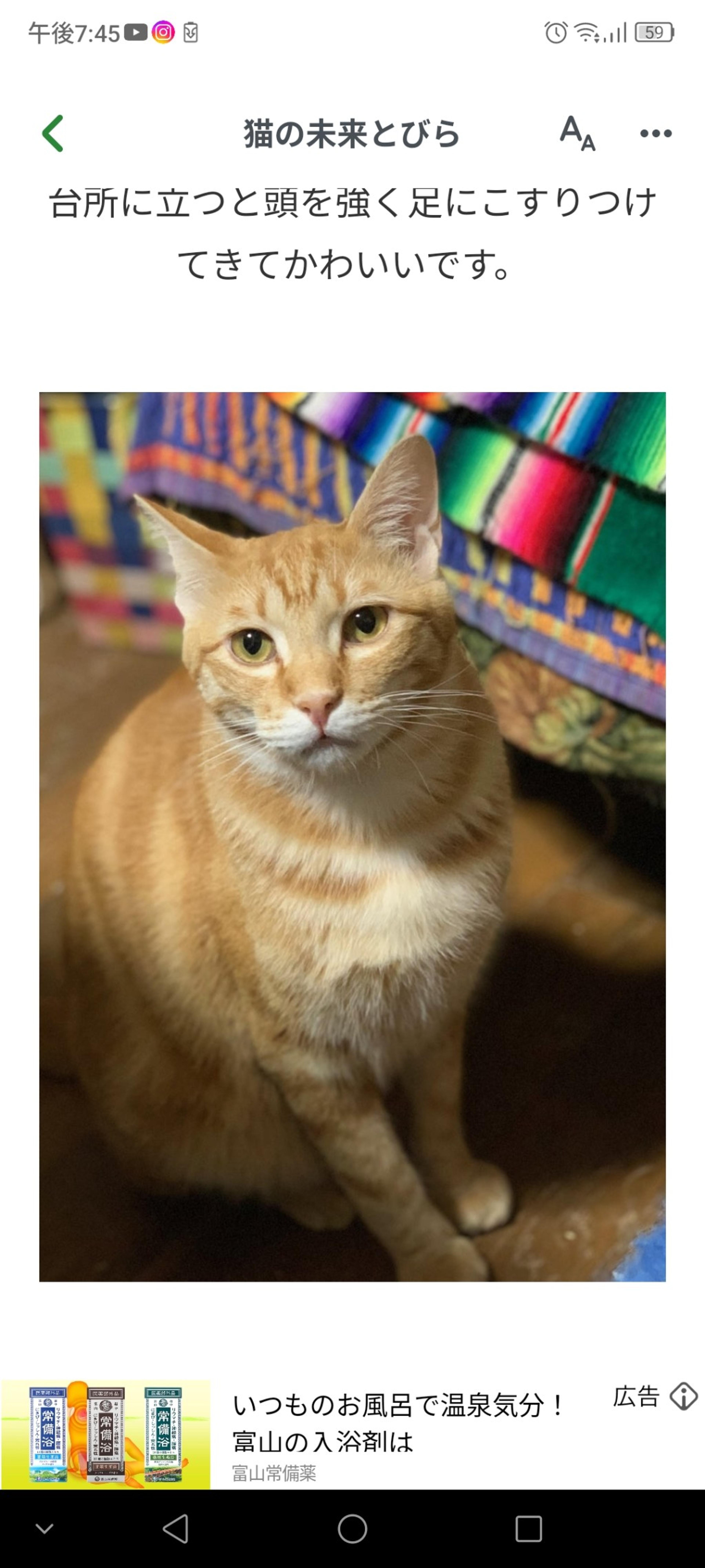 pet-image-2