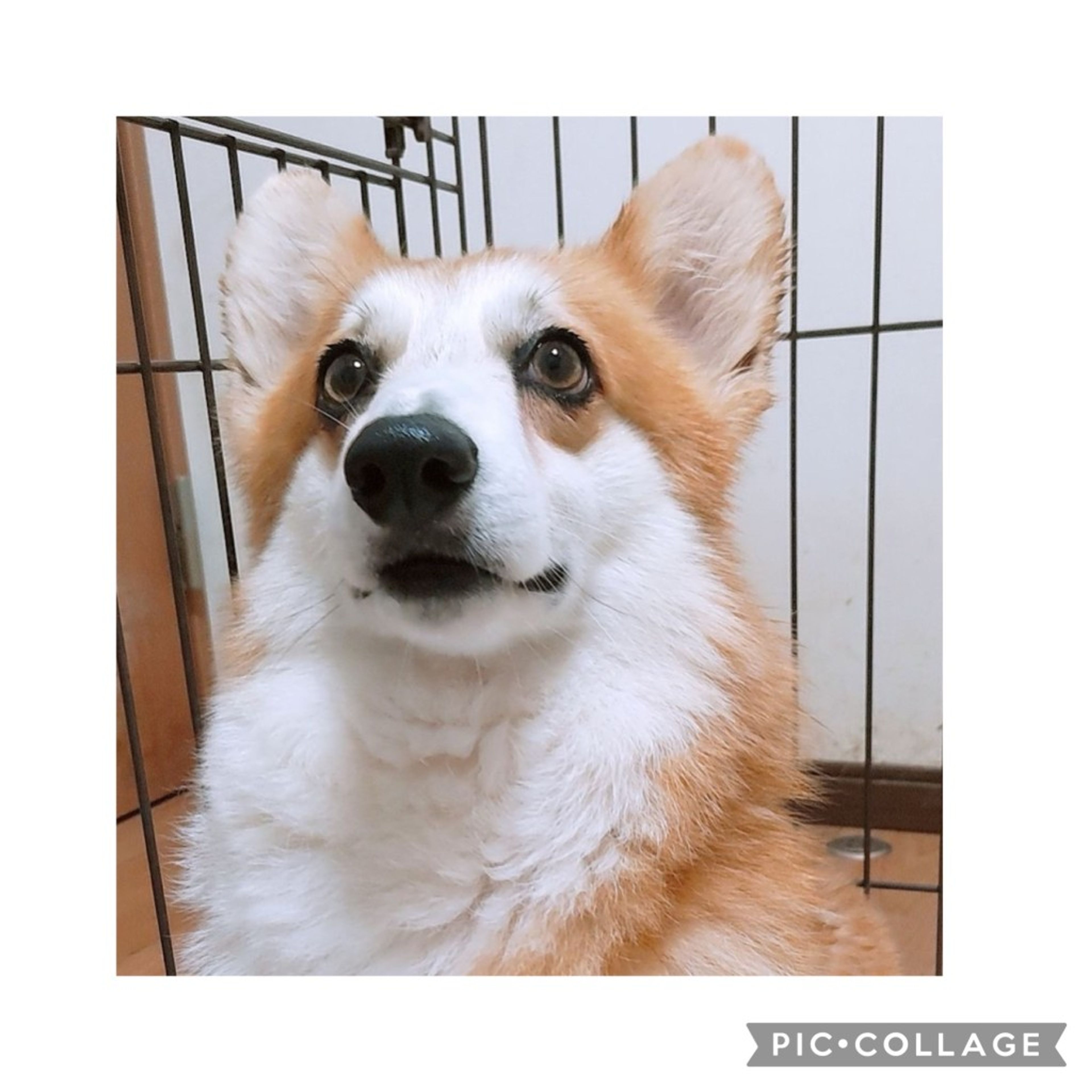pet-image-5