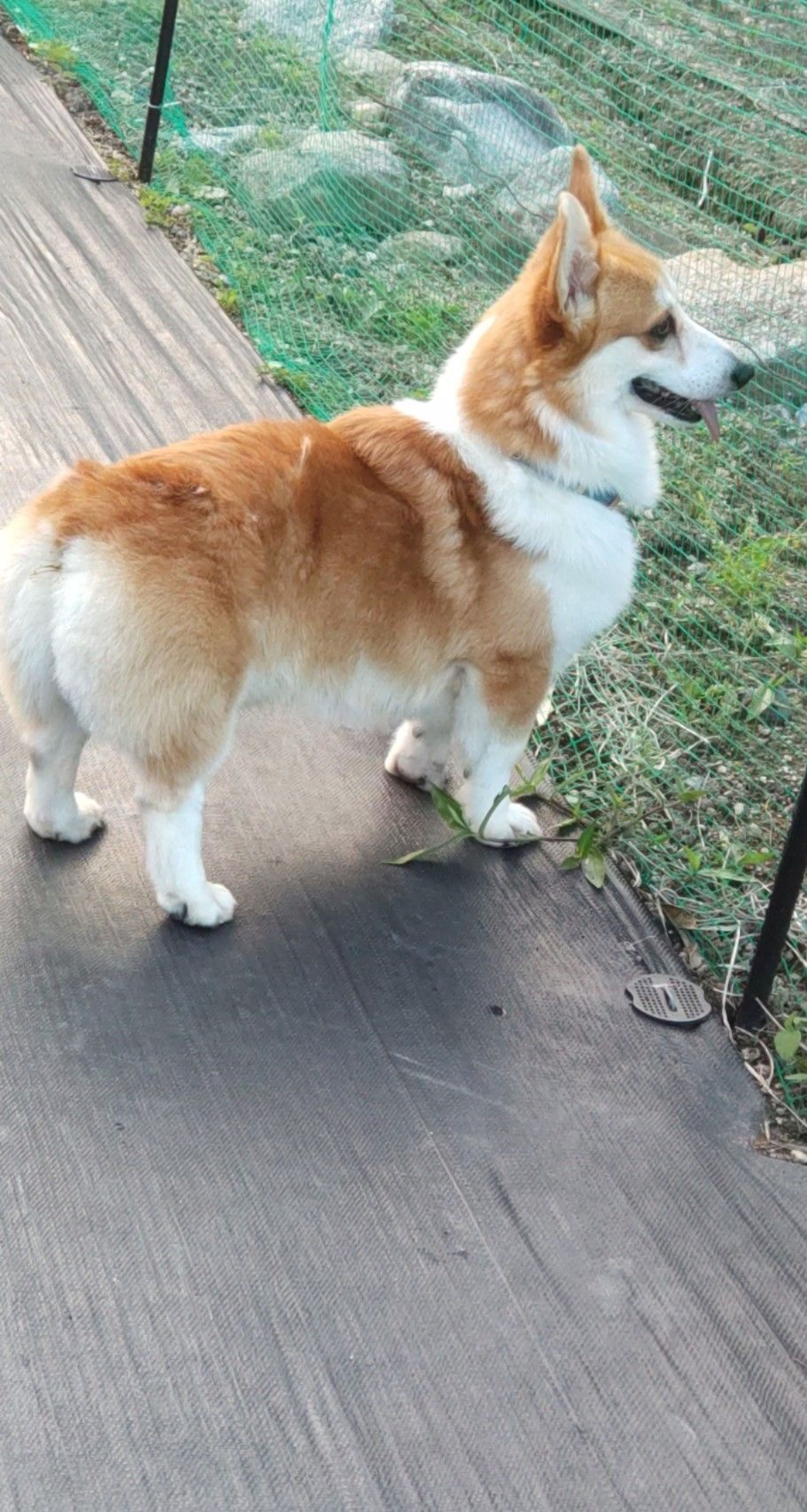 pet-image-6