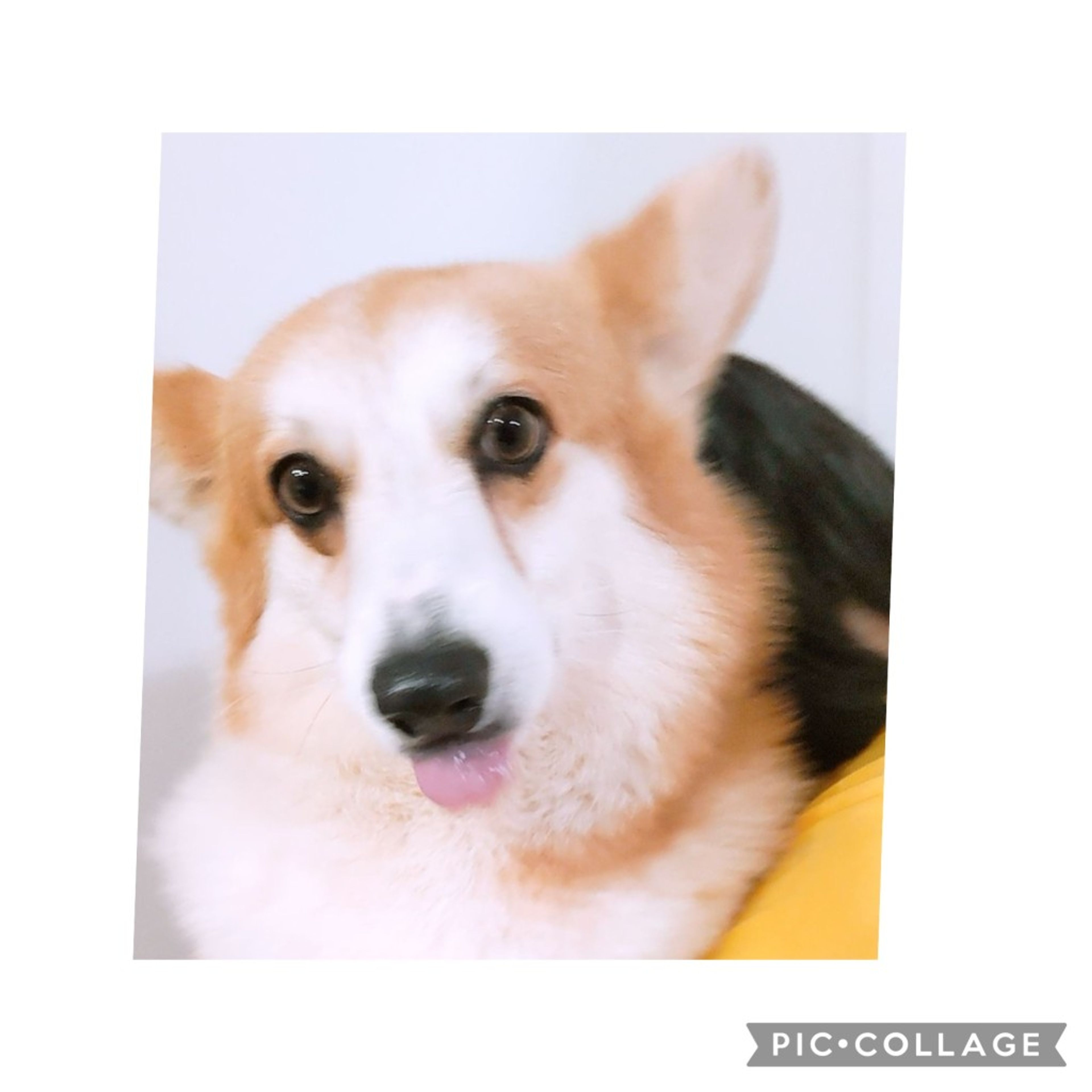 pet-image-4