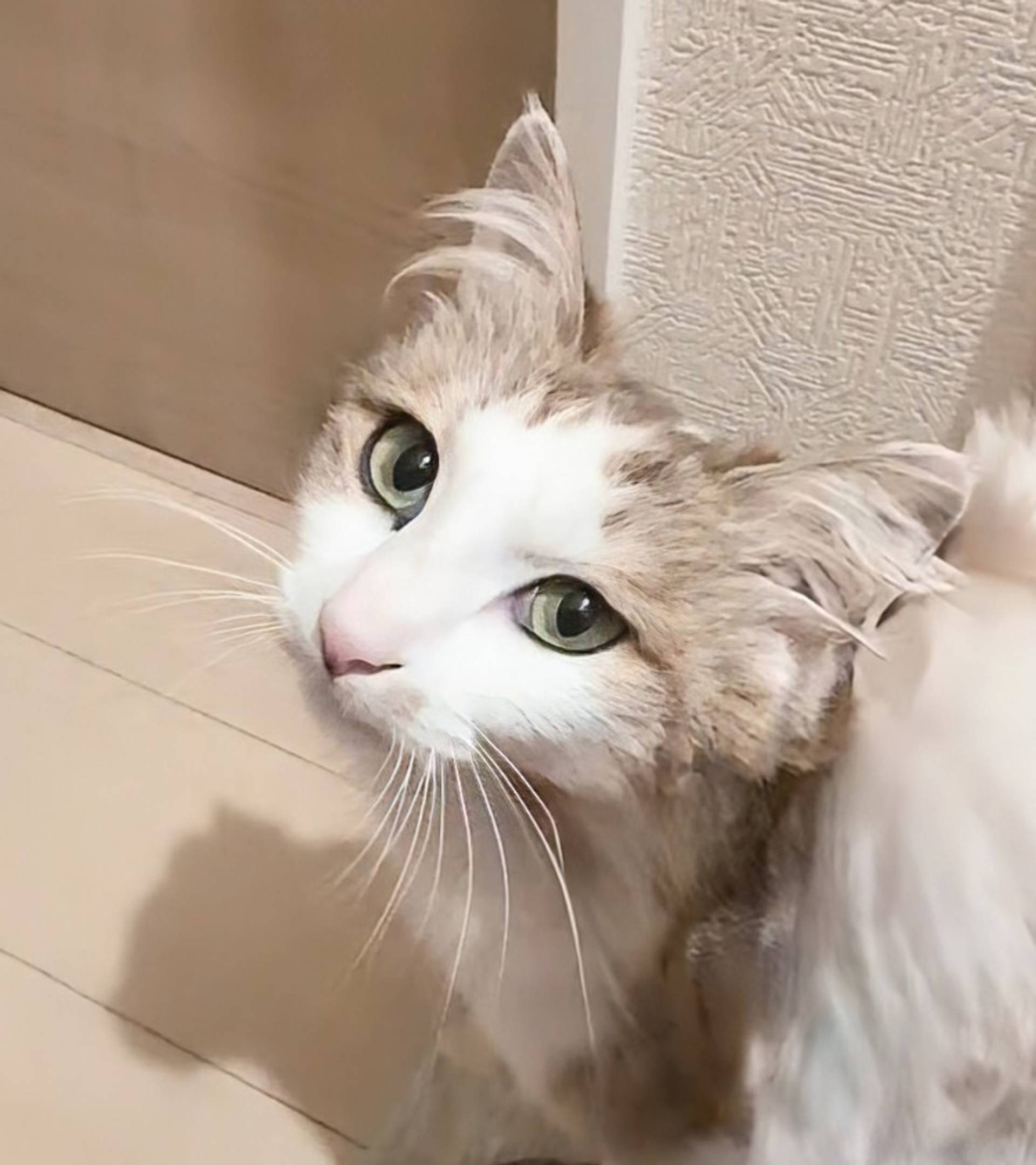 雑種（ミックス猫）・メスの里親募集の写真