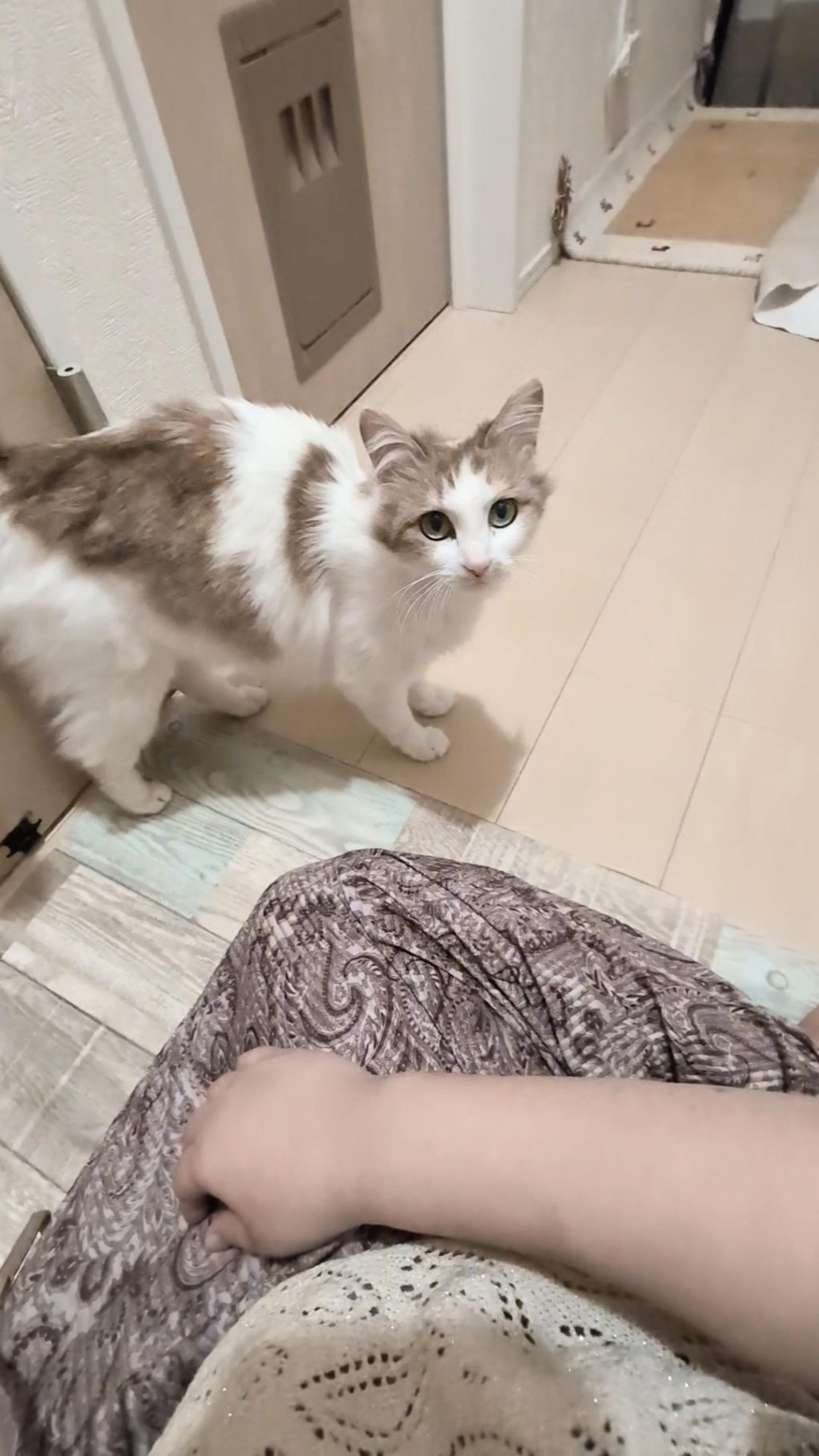 pet-image-3