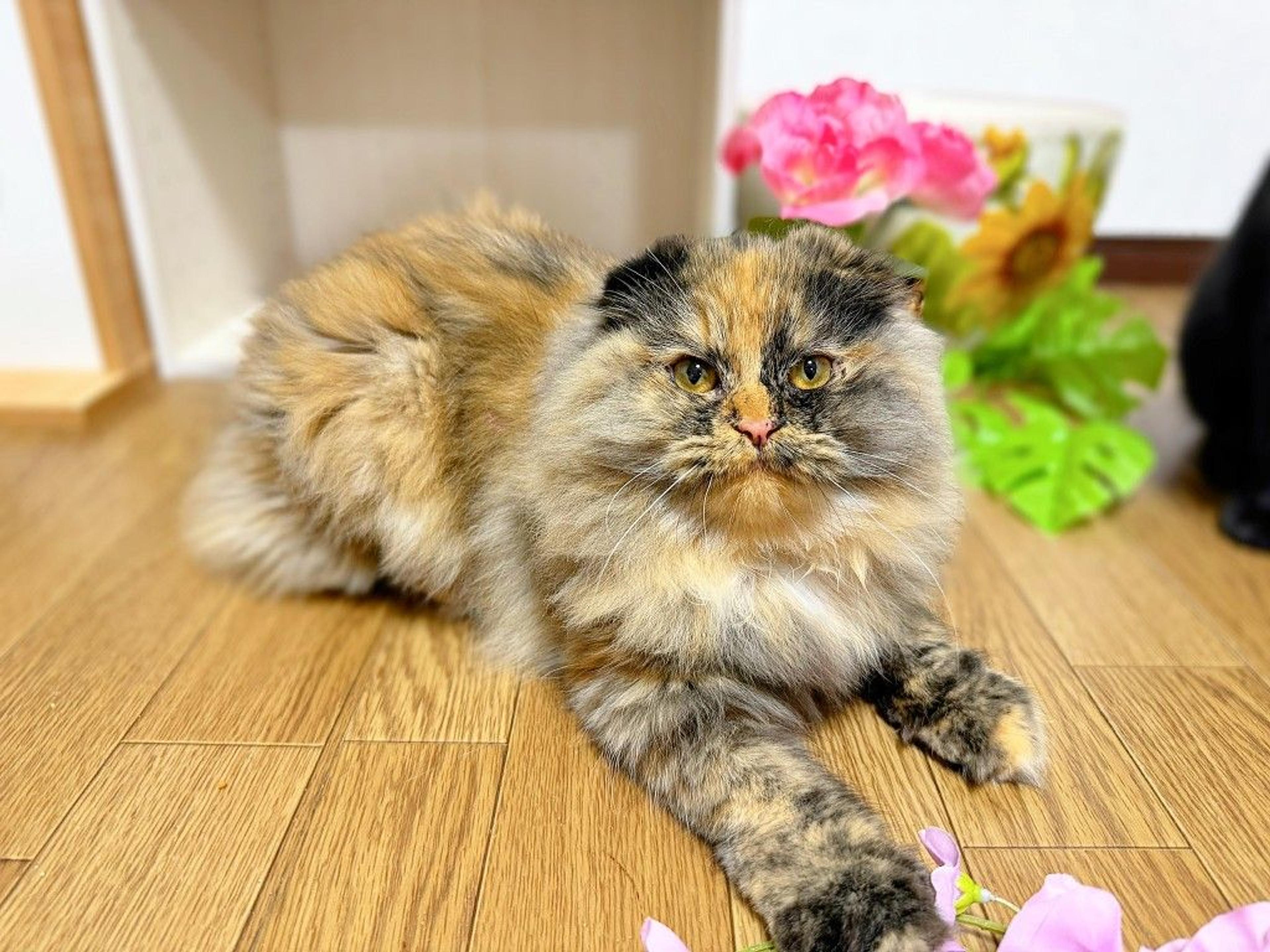pet-image-2