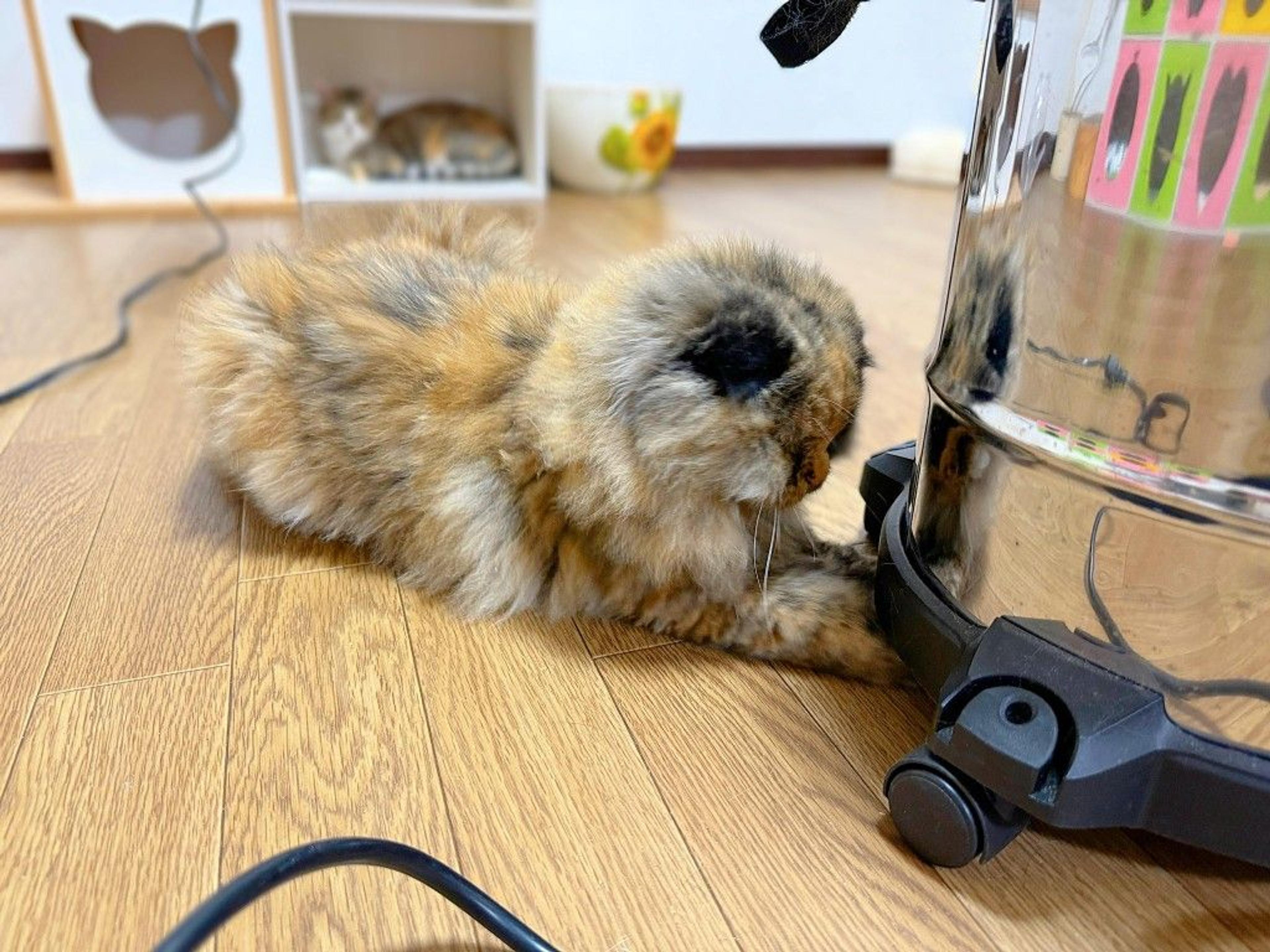 pet-image-6