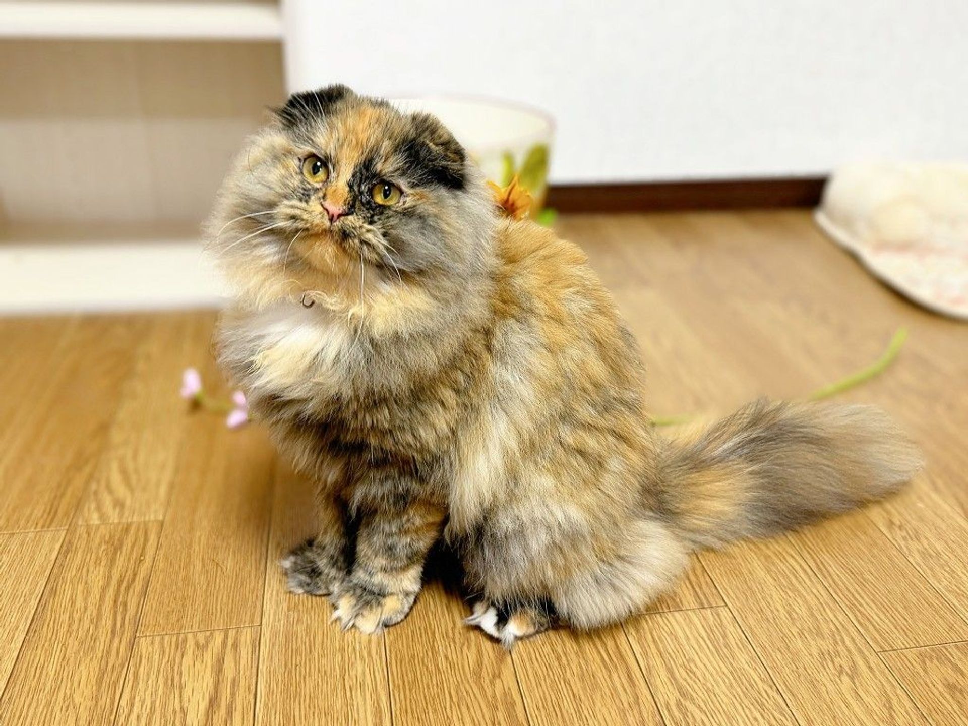 スコティッシュフォールド・メスの里親募集の写真