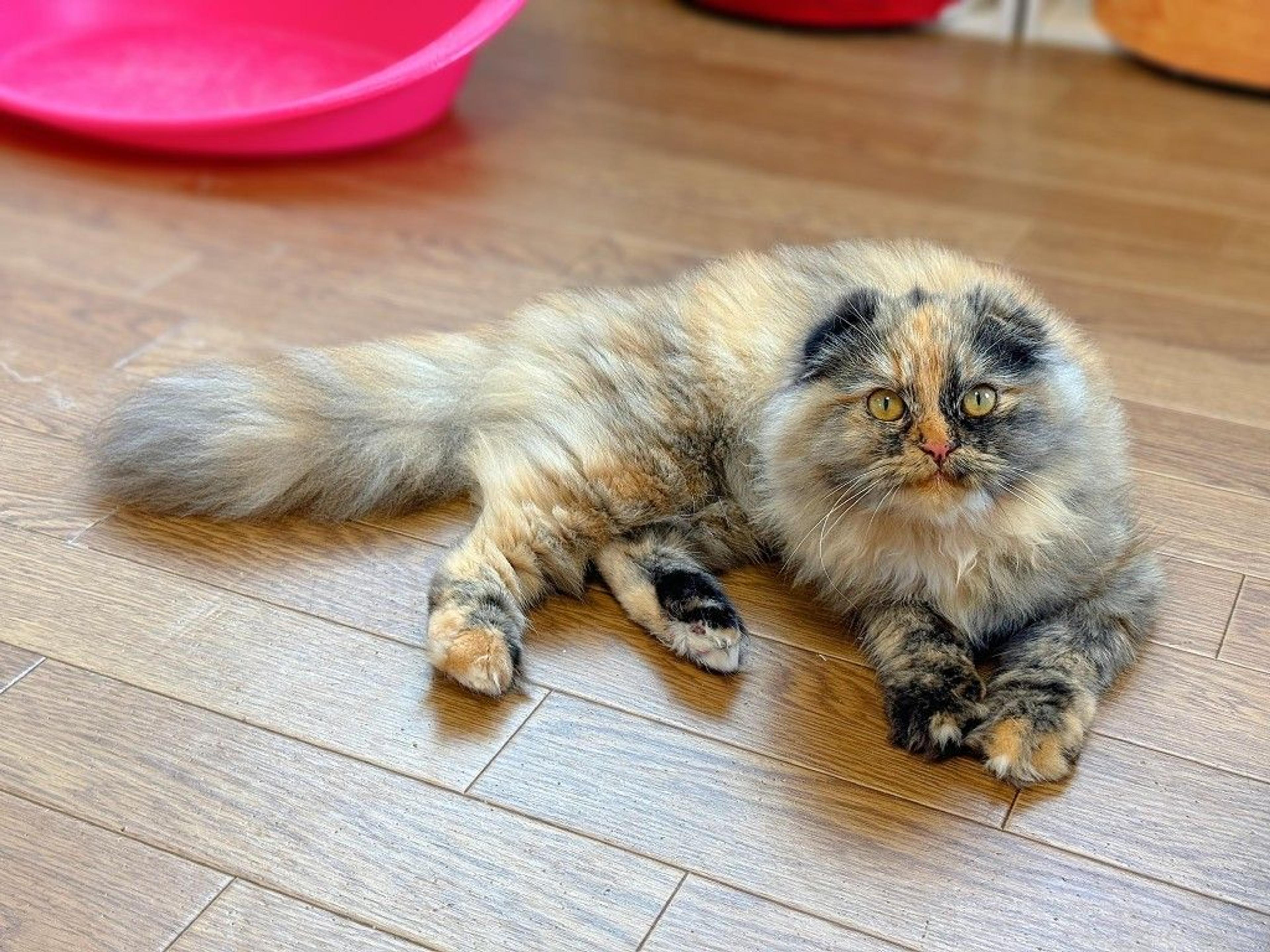 pet-image-5