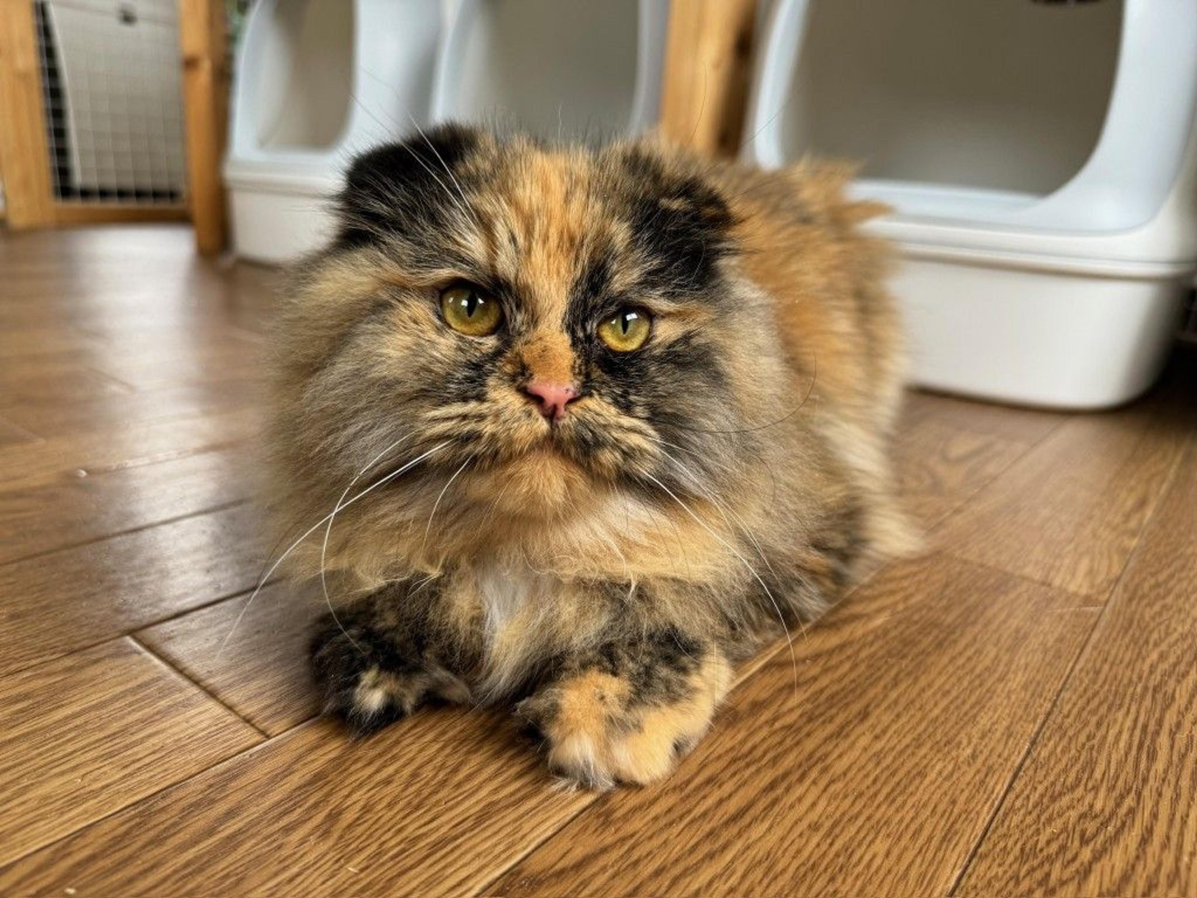 pet-image-3