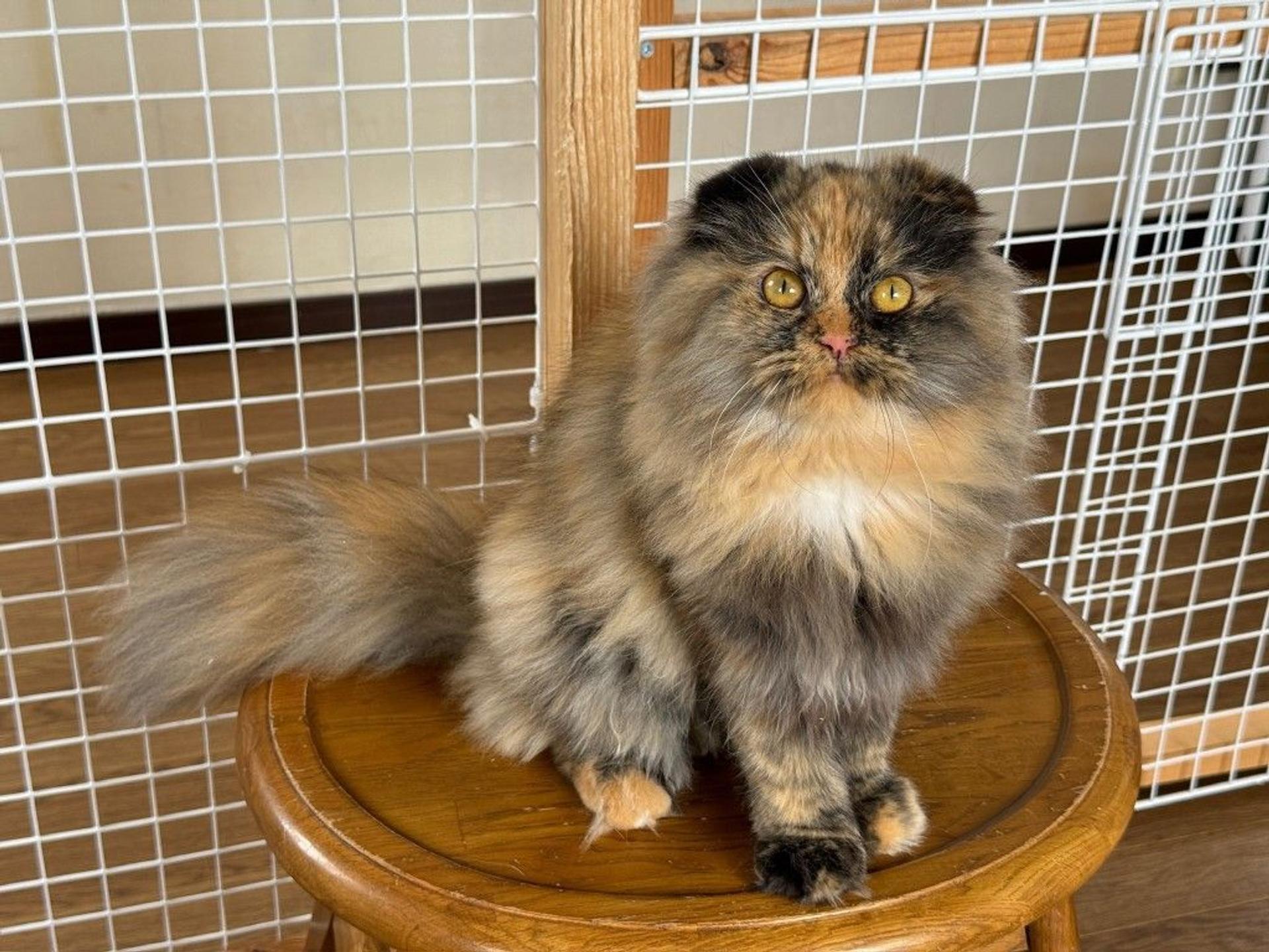 pet-image-4
