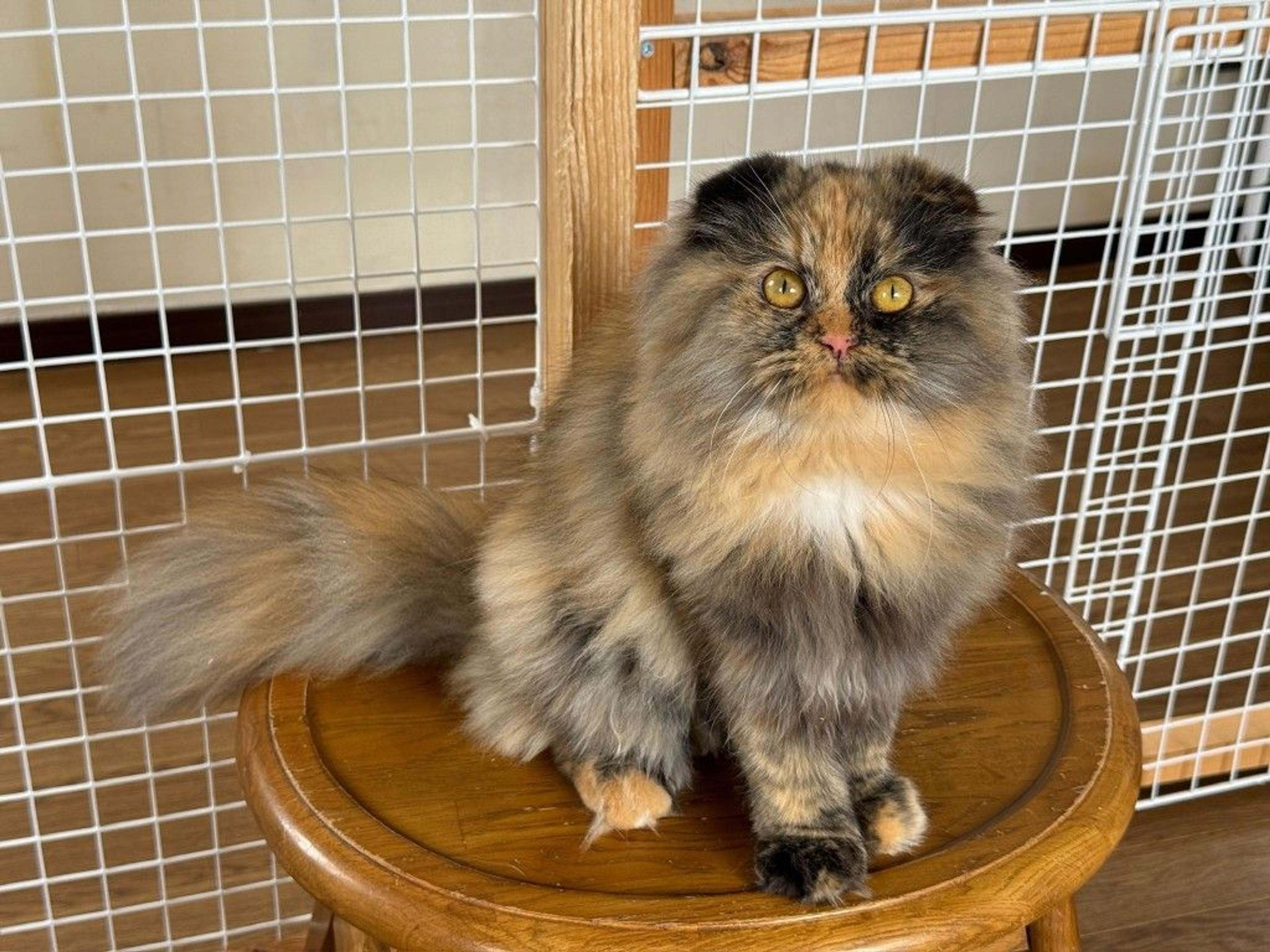 pet-image-4