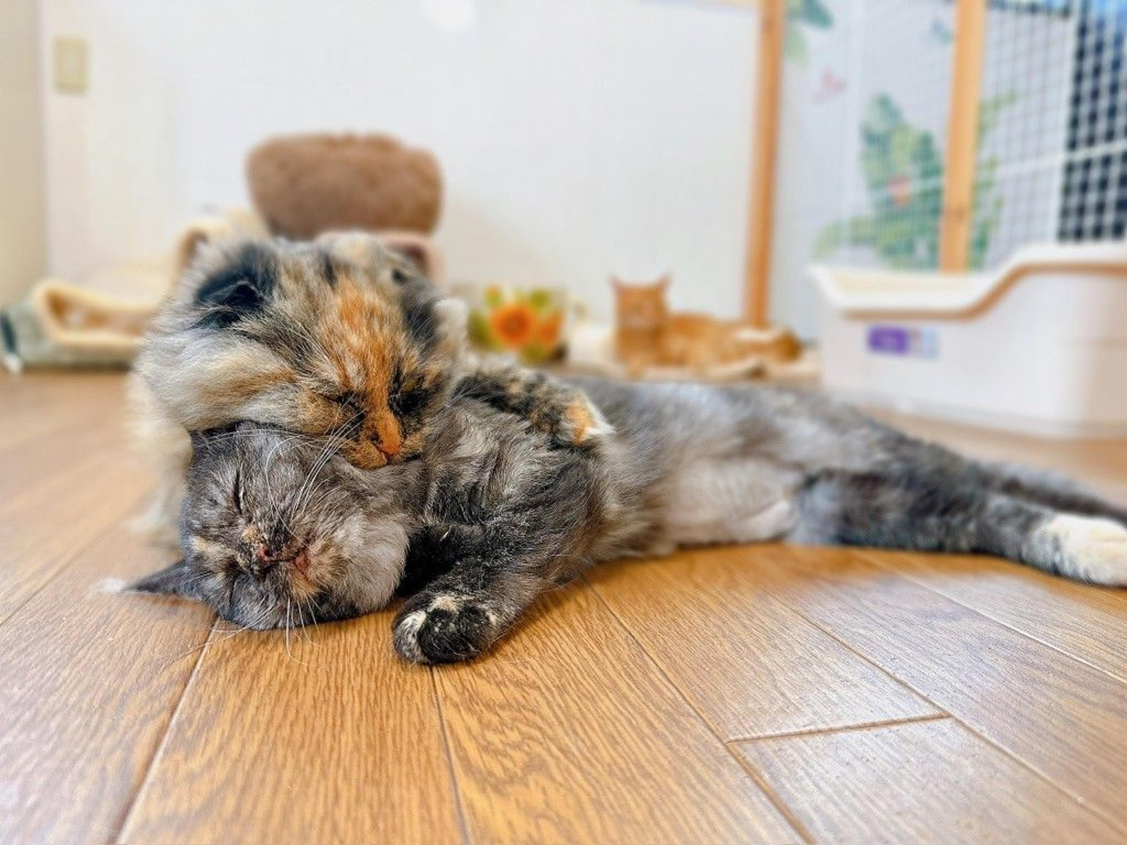 pet-image-7