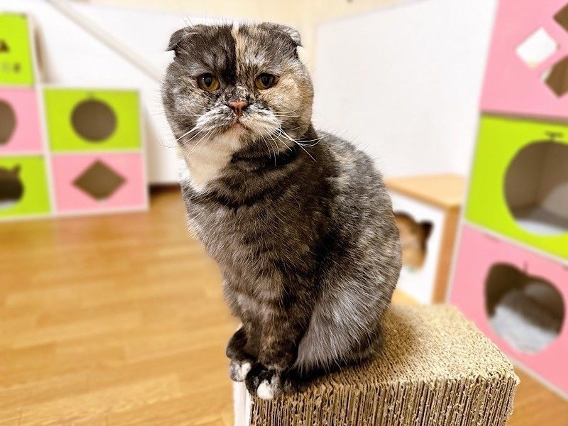 スコティッシュフォールド・メスの里親募集の写真
