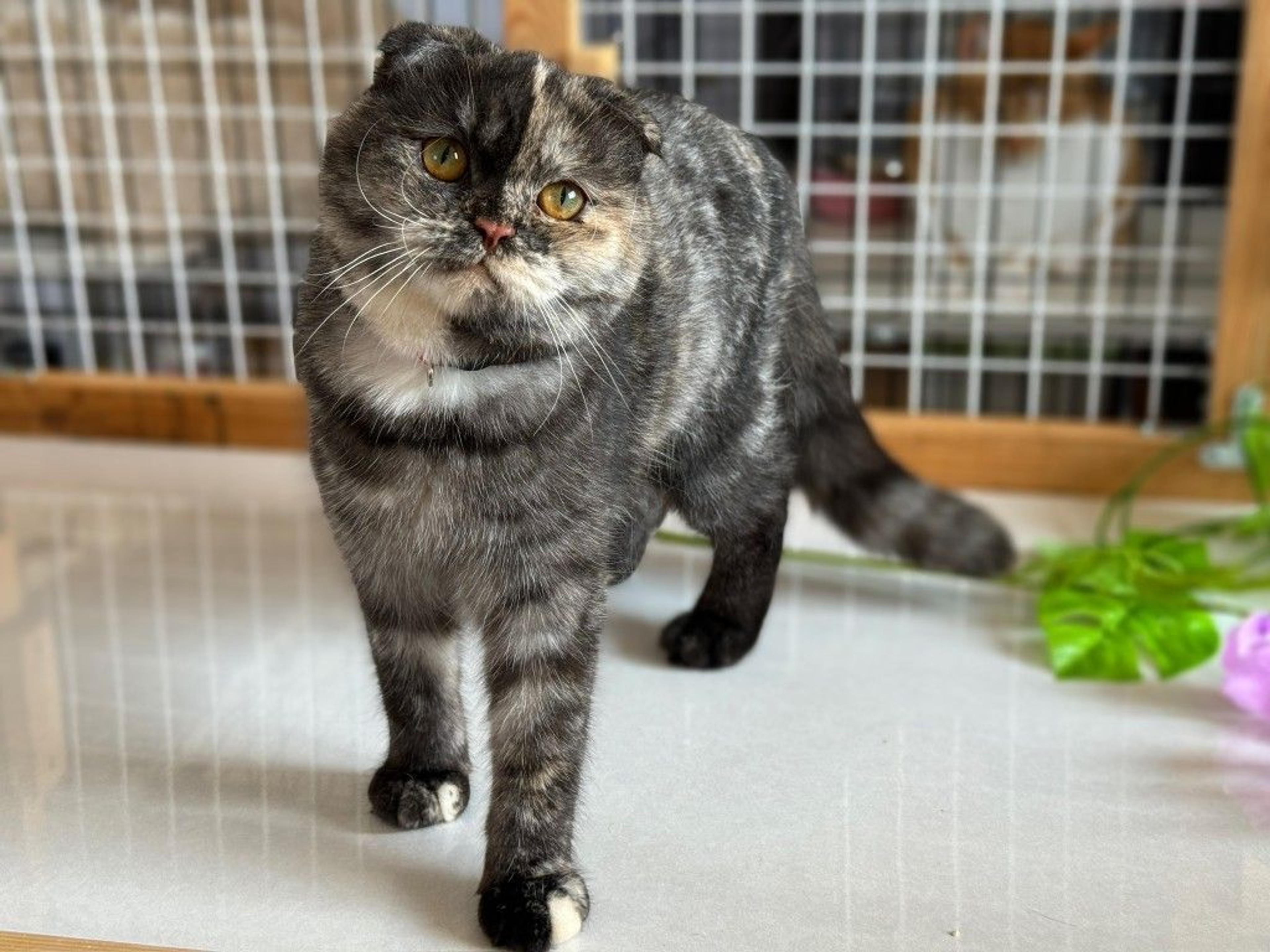 pet-image-2