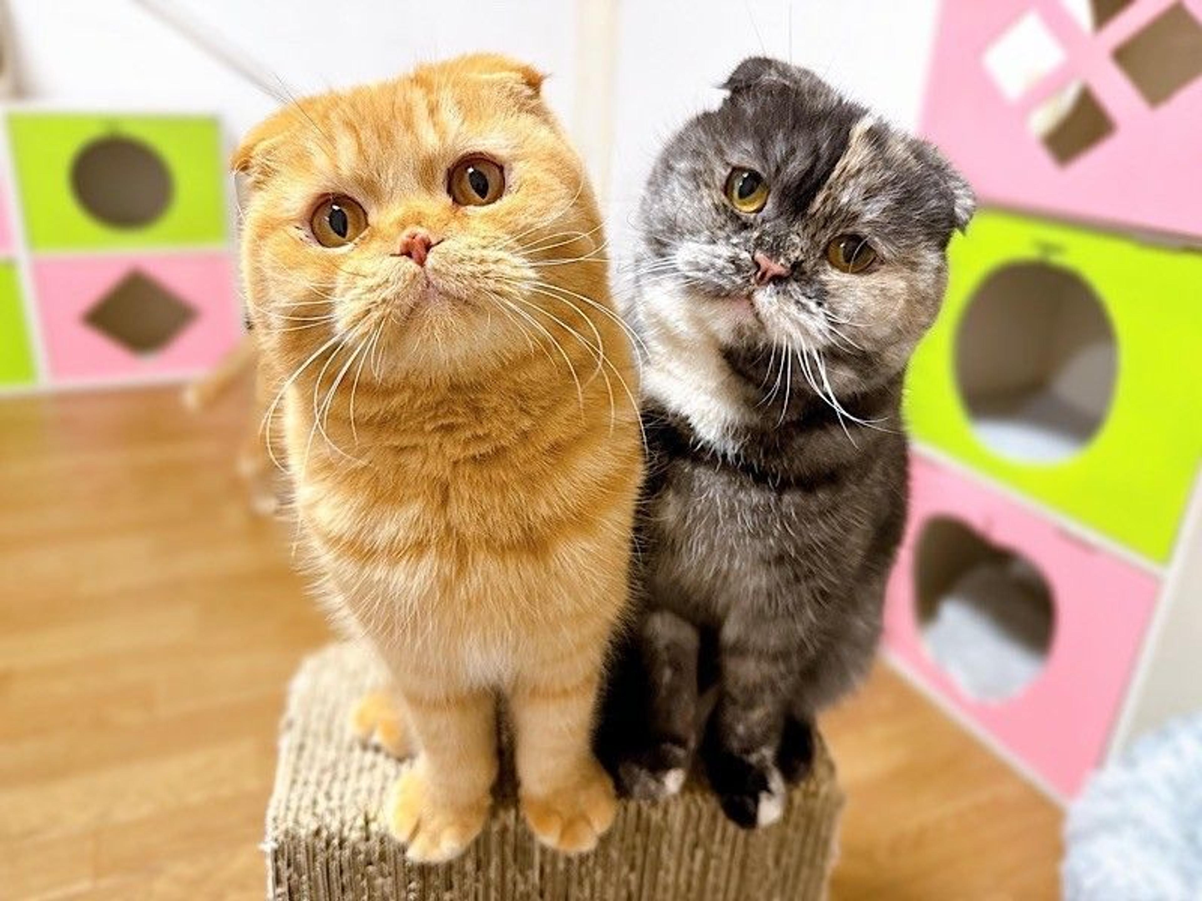 pet-image-4