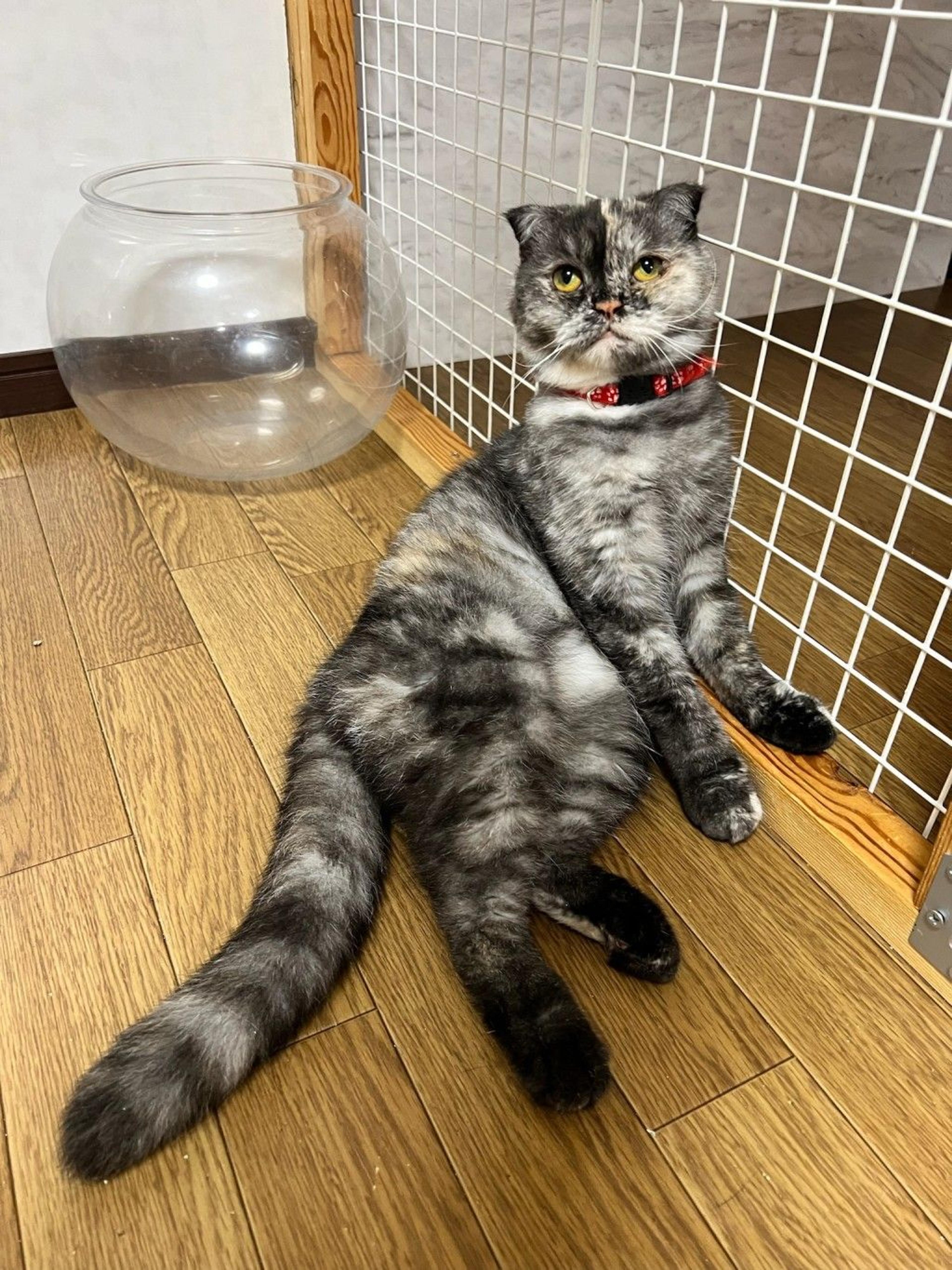 pet-image-7