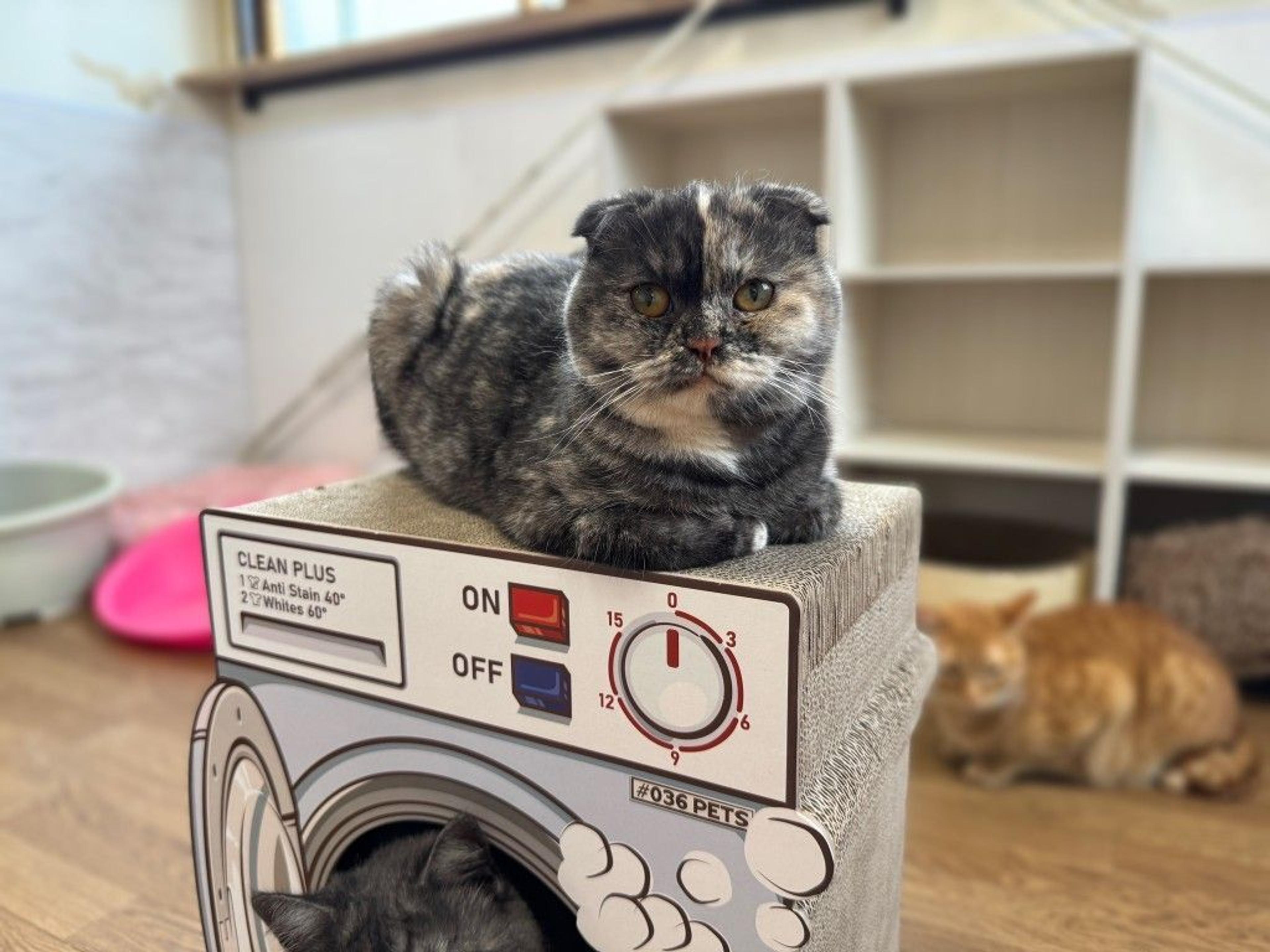 pet-image-5