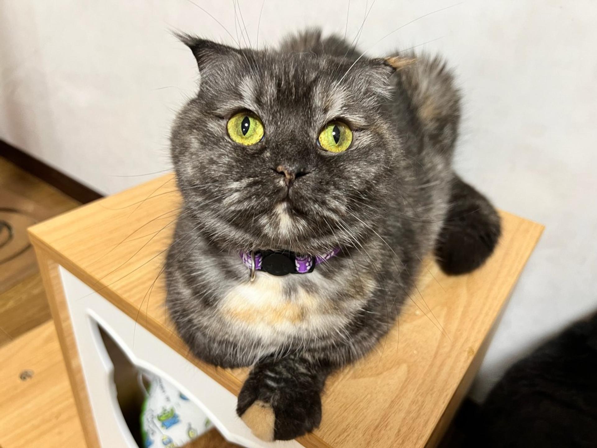 pet-image-2