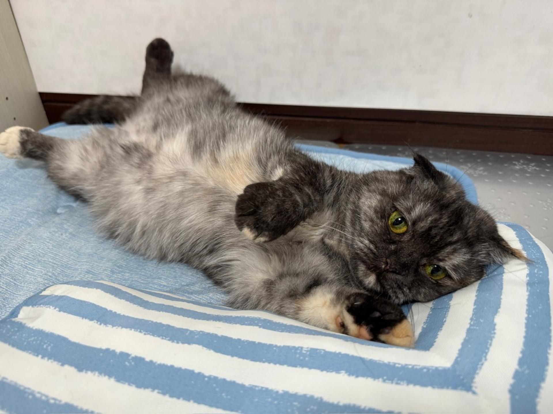 pet-image-3