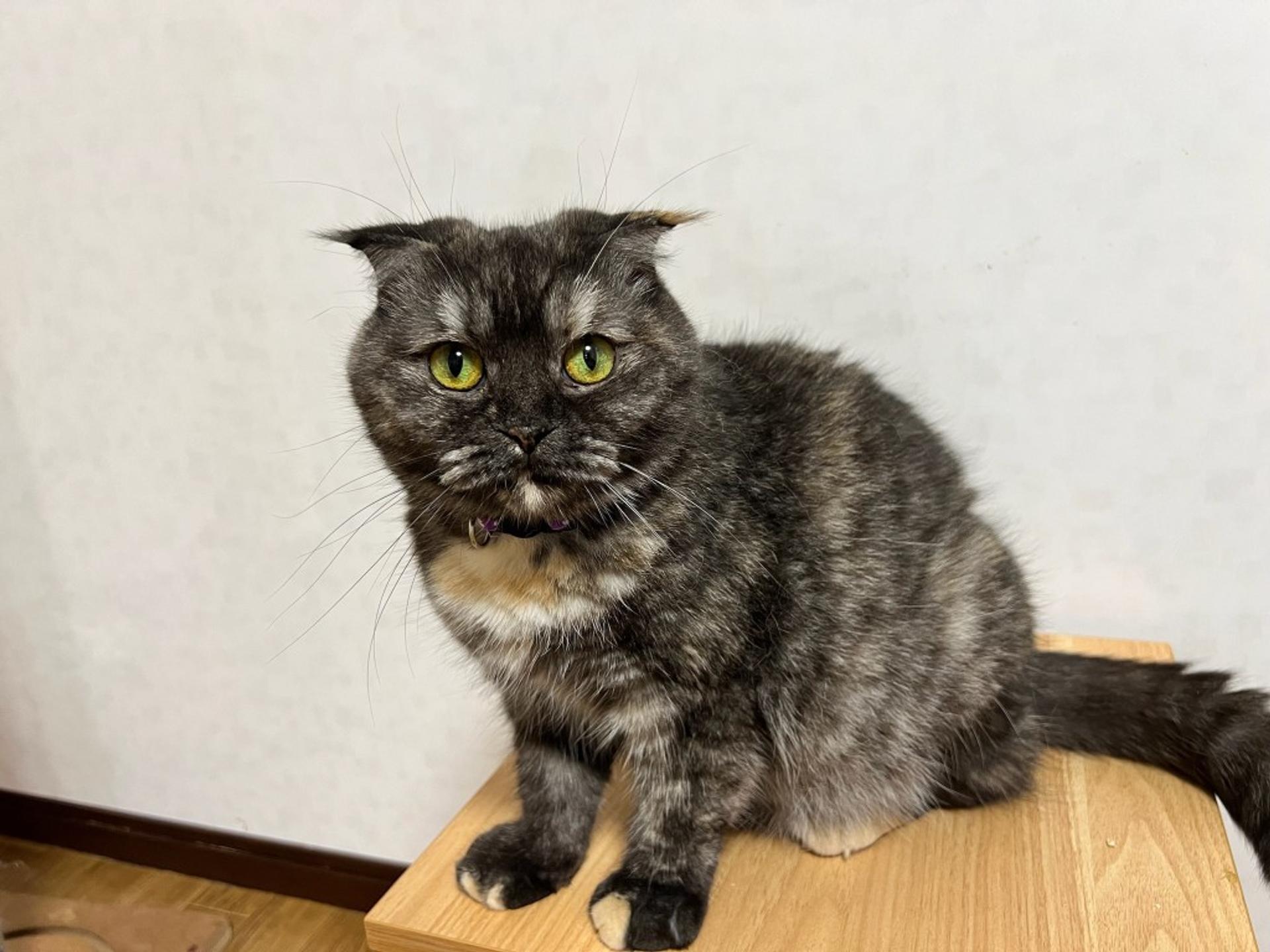 pet-image-4
