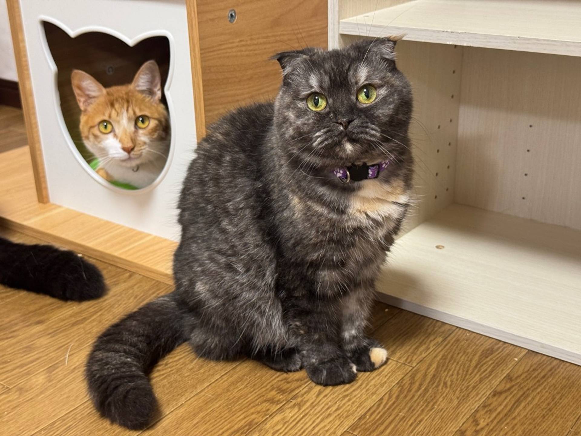 スコティッシュフォールド・メスの里親募集の写真