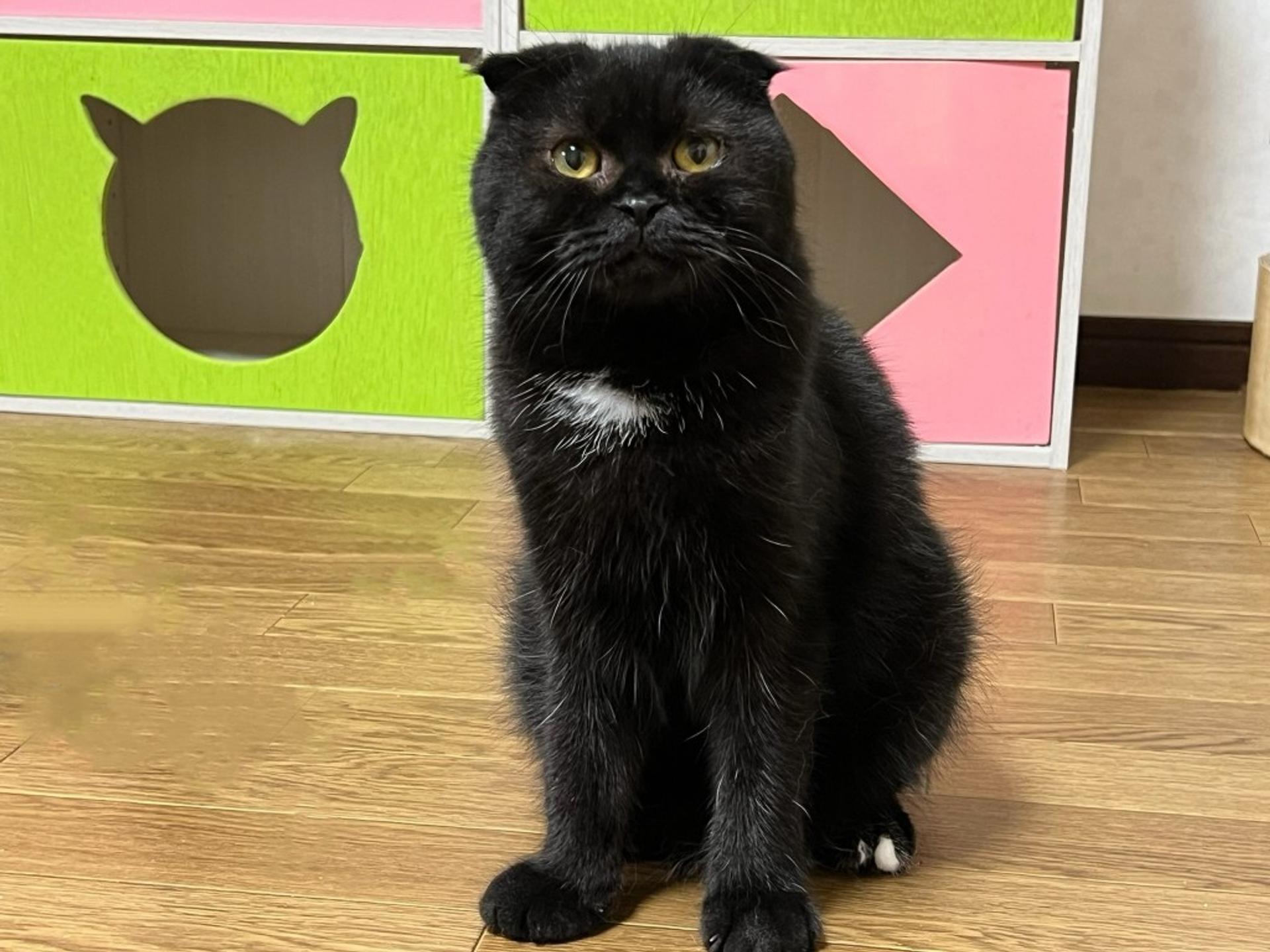 pet-image-4