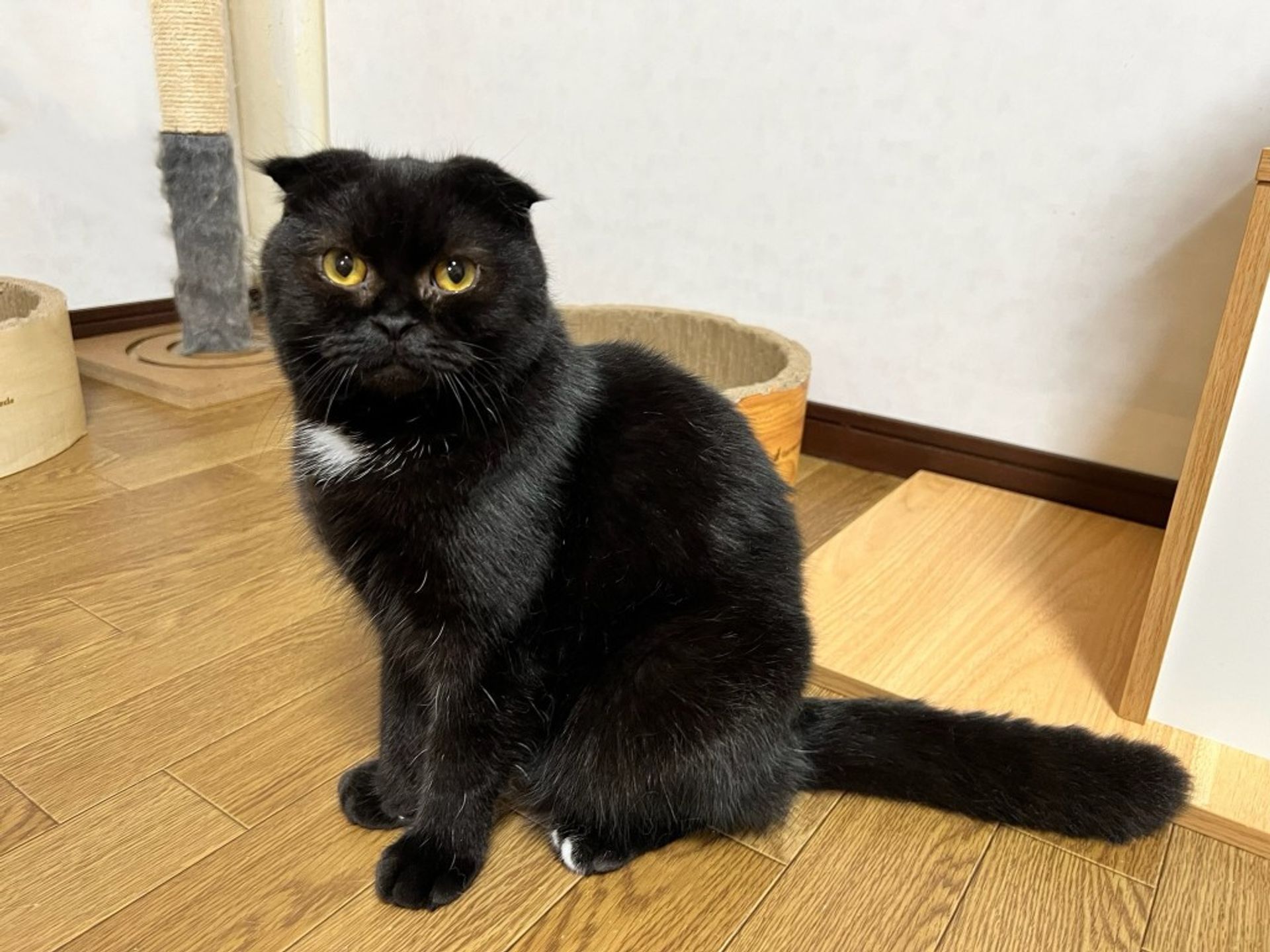 スコティッシュフォールド・オスの里親募集の写真