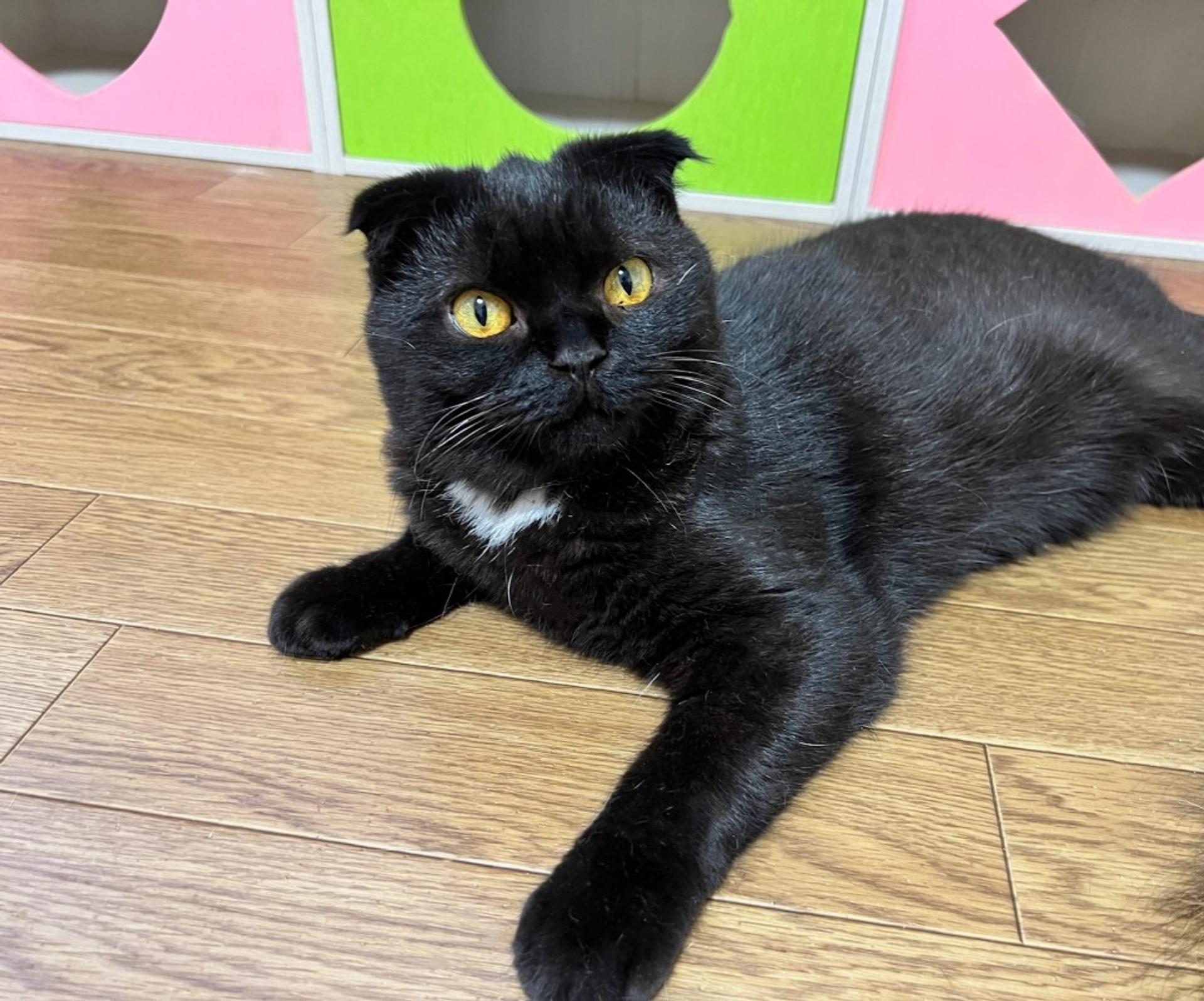 pet-image-4