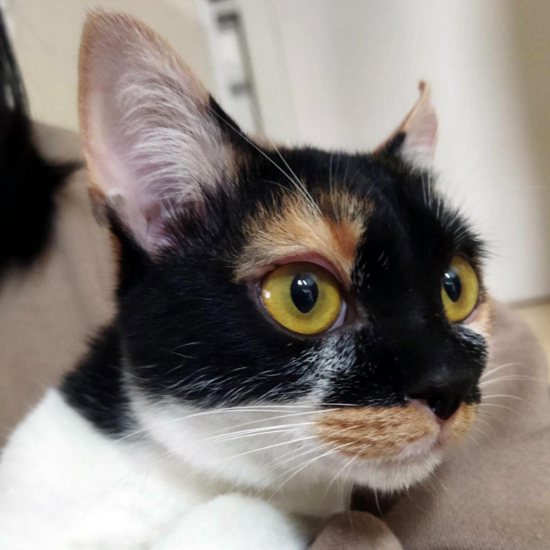 pet-image-10
