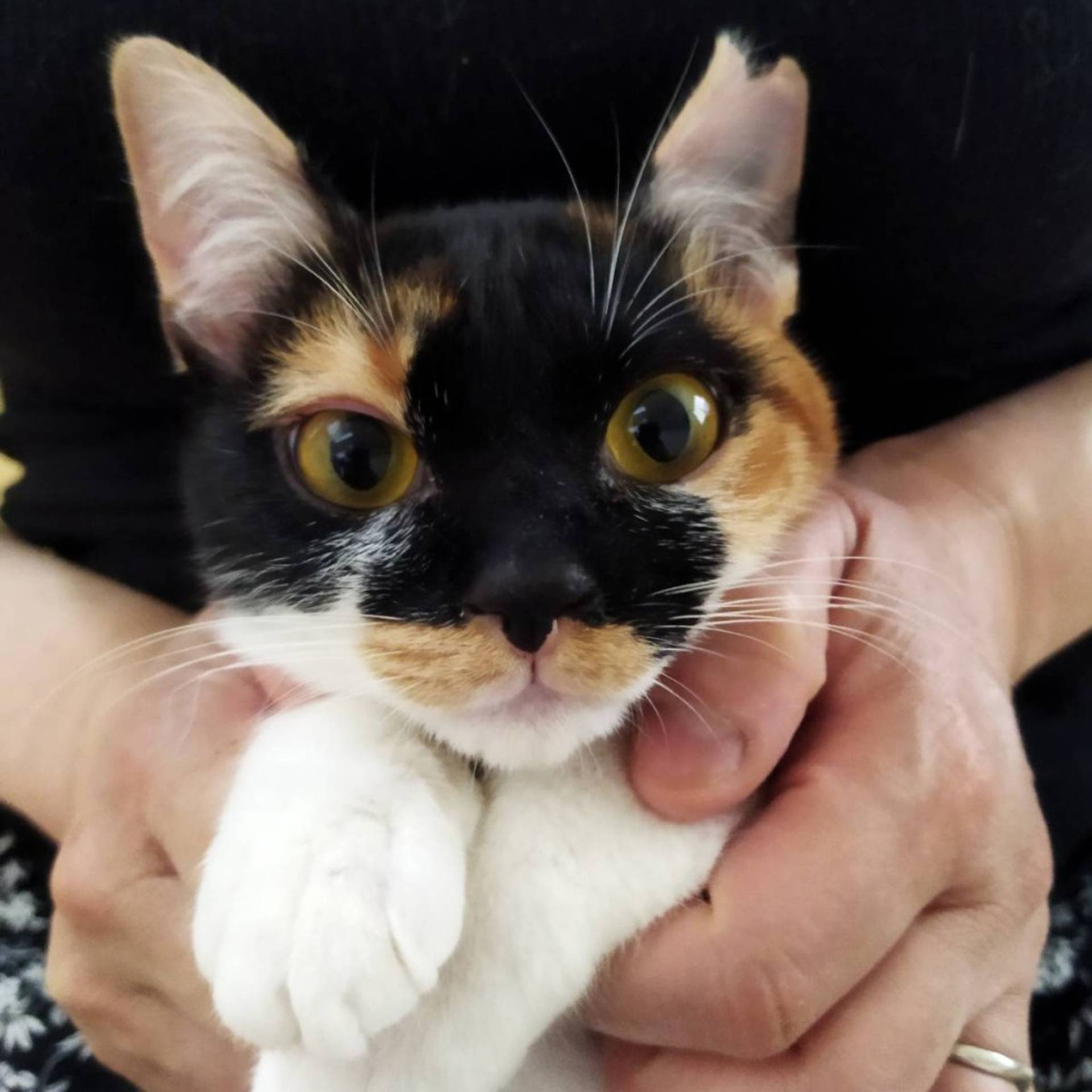 雑種（ミックス猫）・メスの里親募集の写真