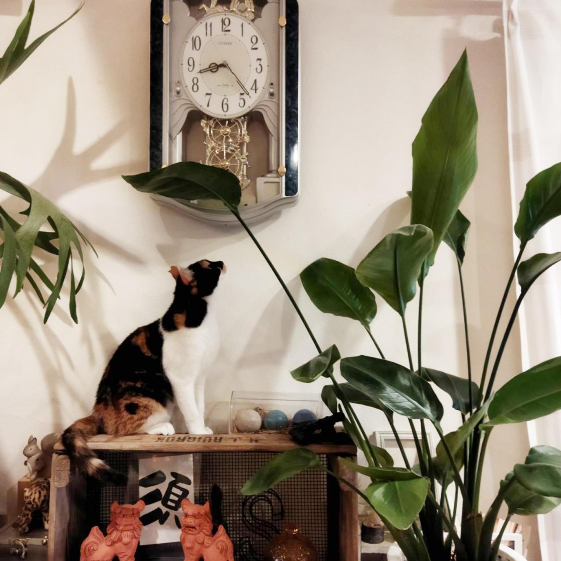 pet-image-8
