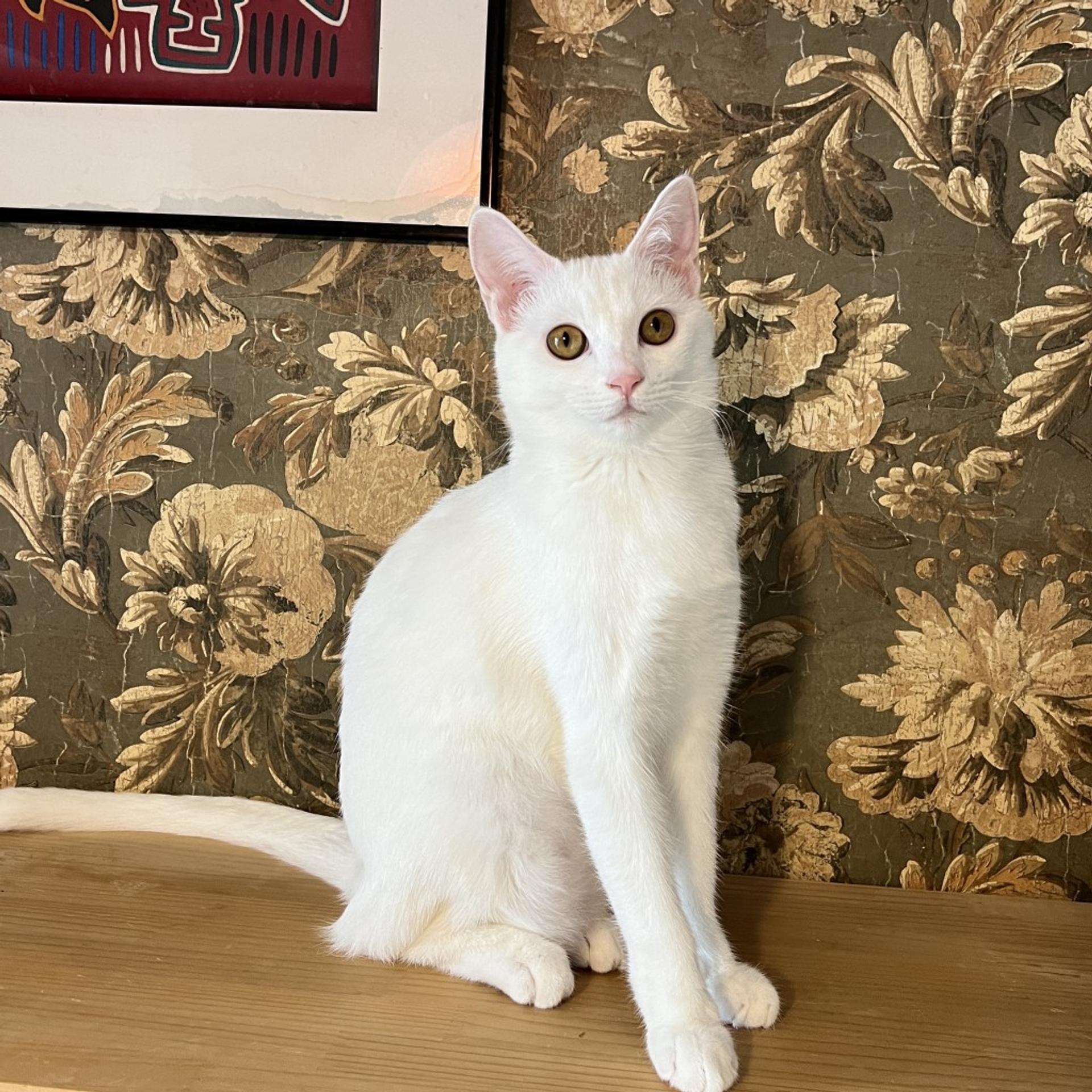 pet-image-2