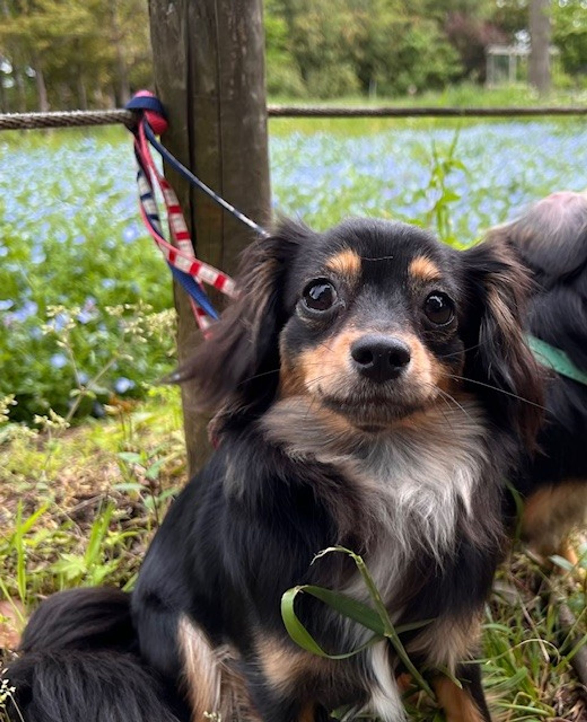雑種（ミックス犬）・メスの里親募集の写真
