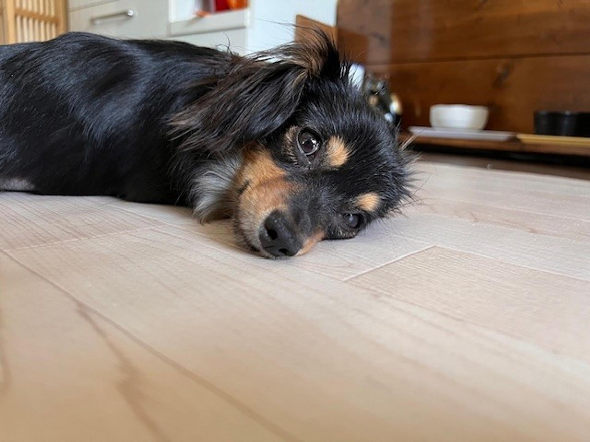 pet-image-4