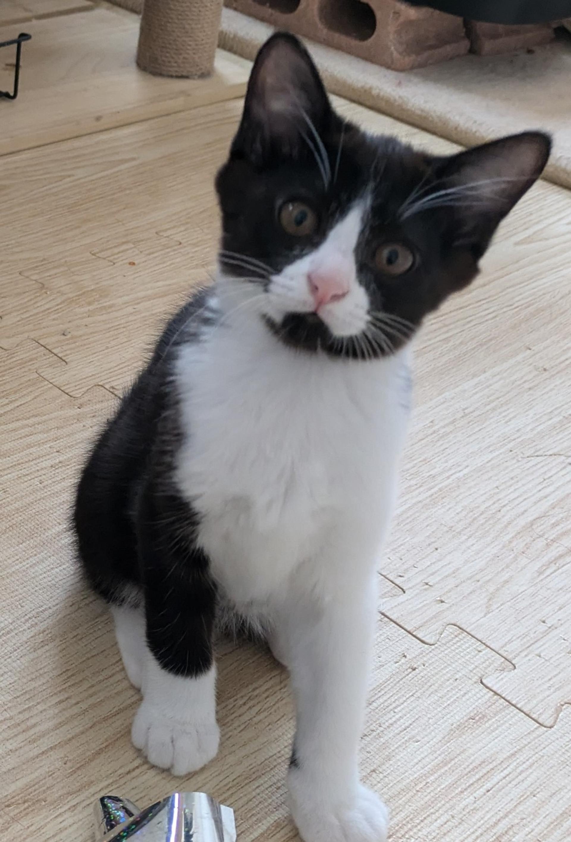 pet-image-5