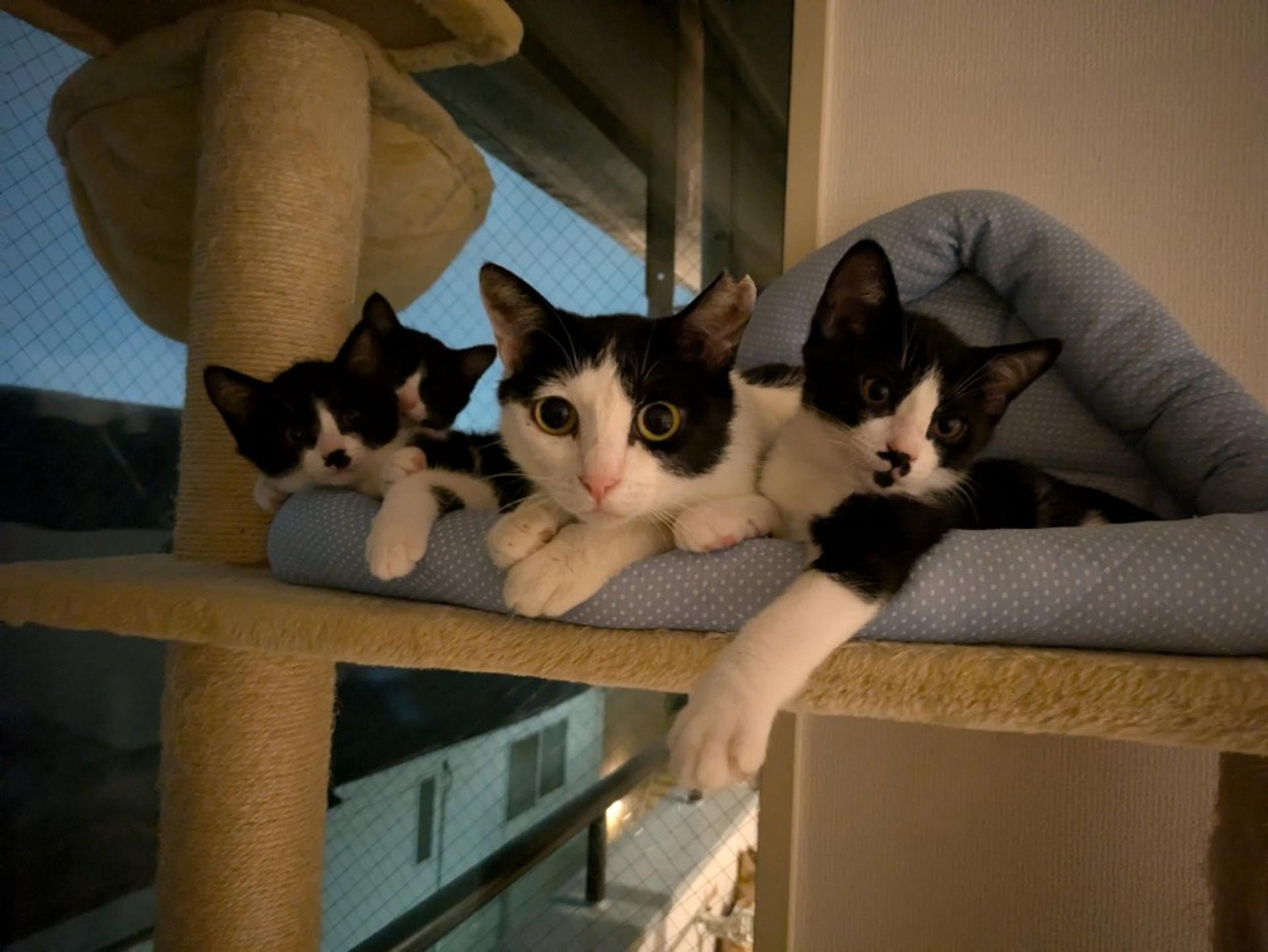 pet-image-2