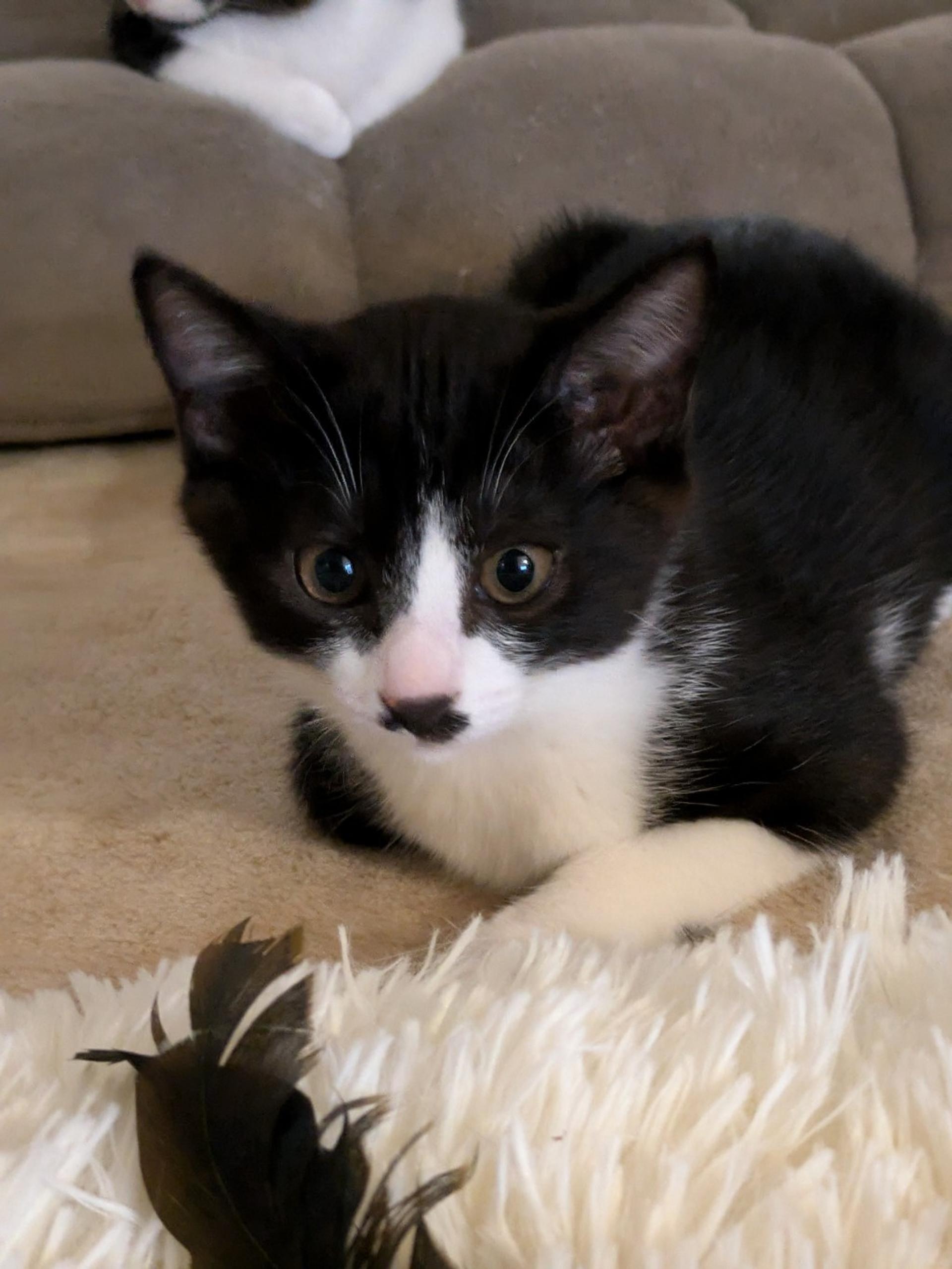 pet-image-3