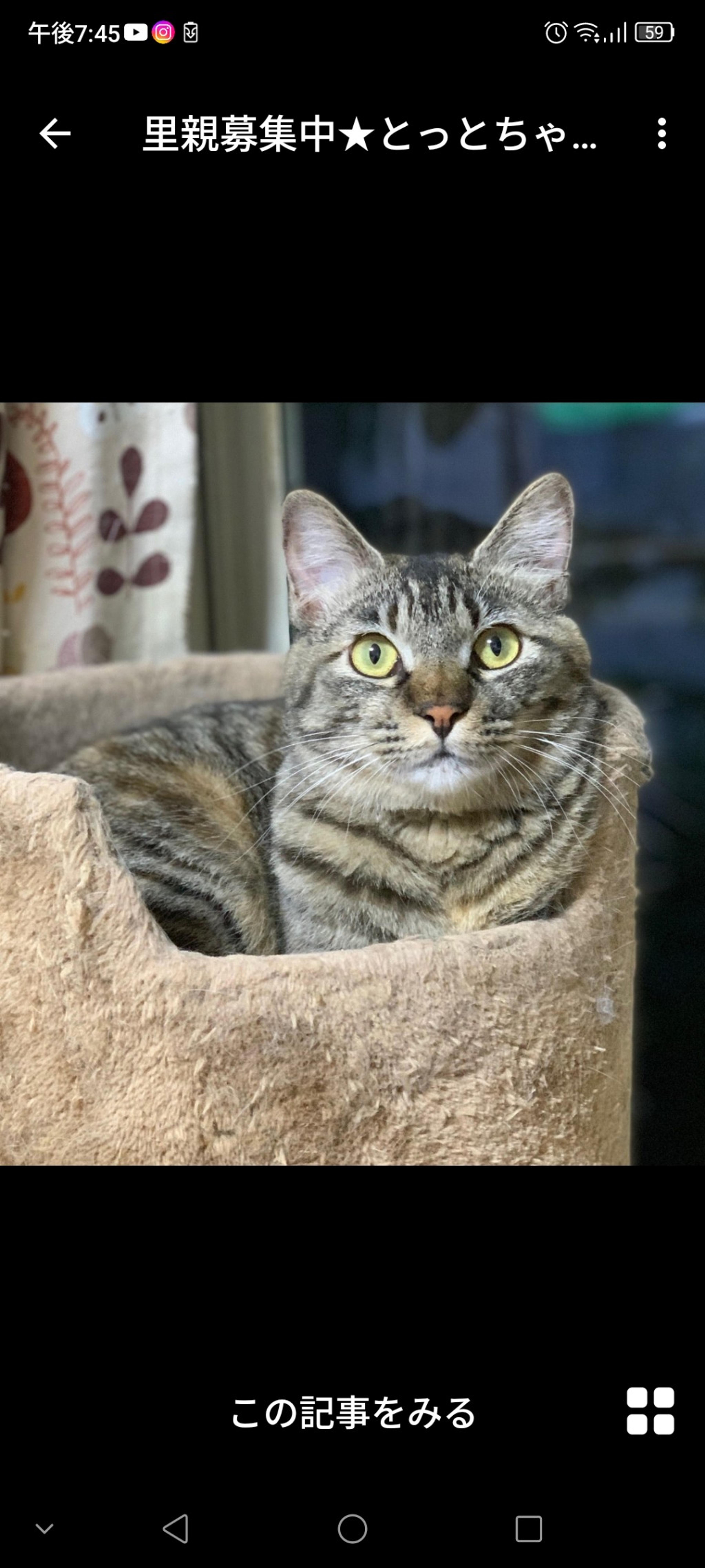 pet-image-3
