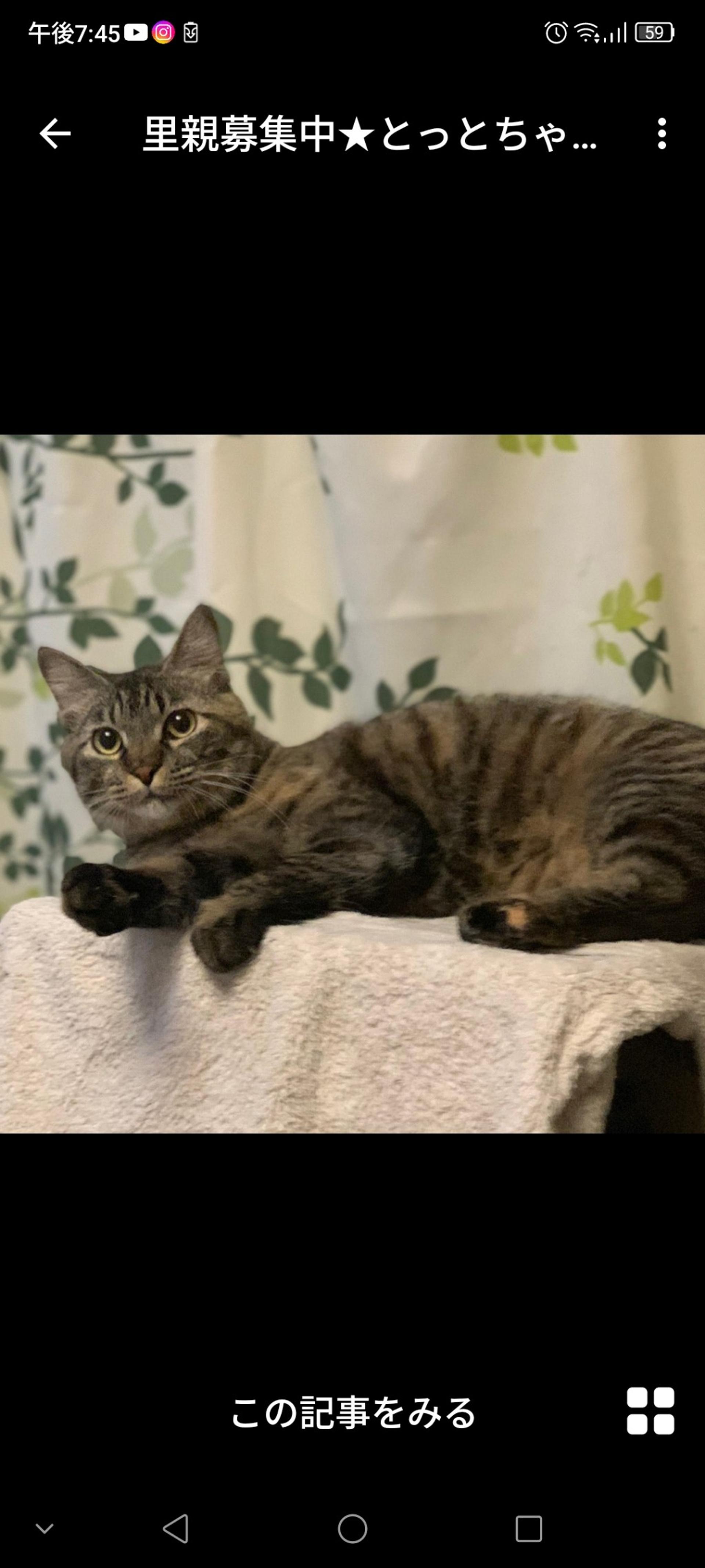 pet-image-2