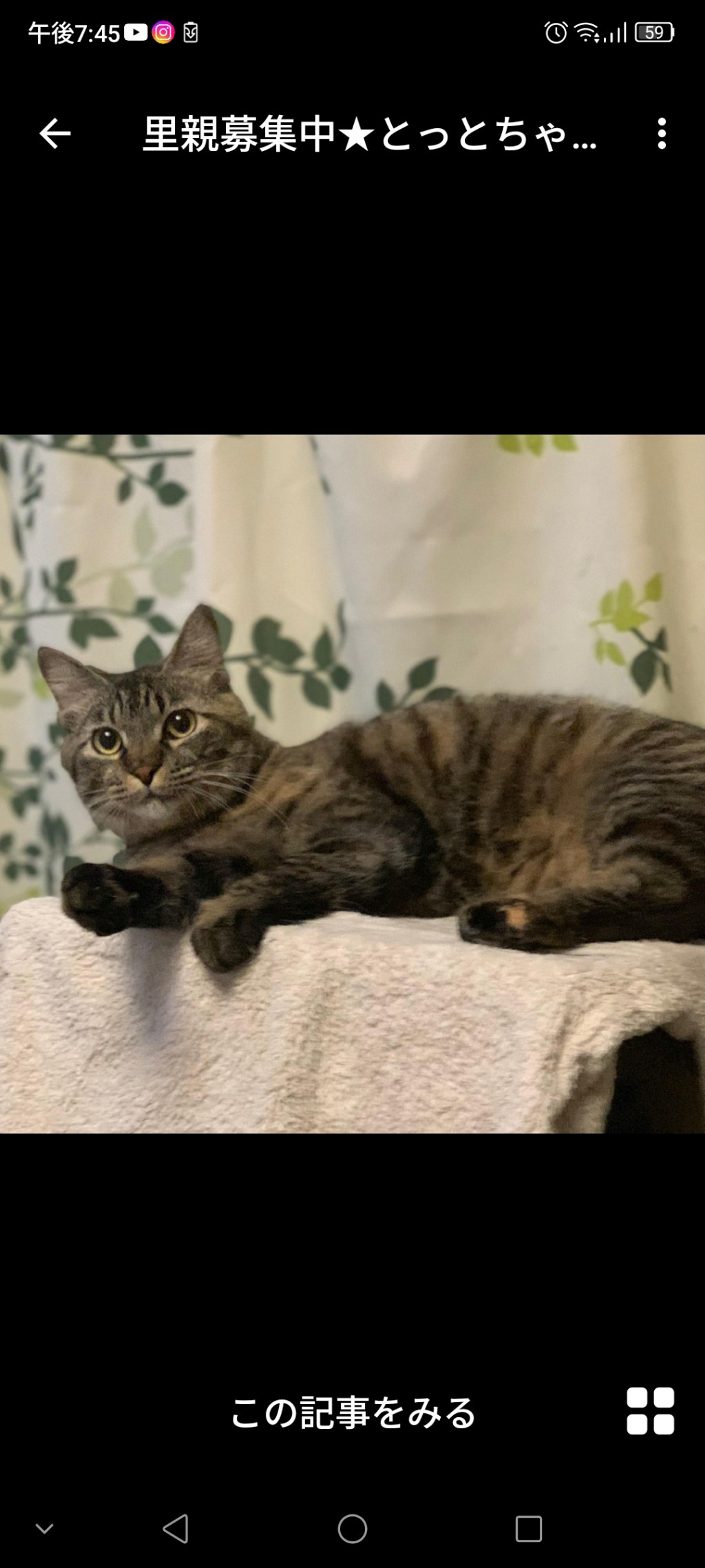 pet-image-2