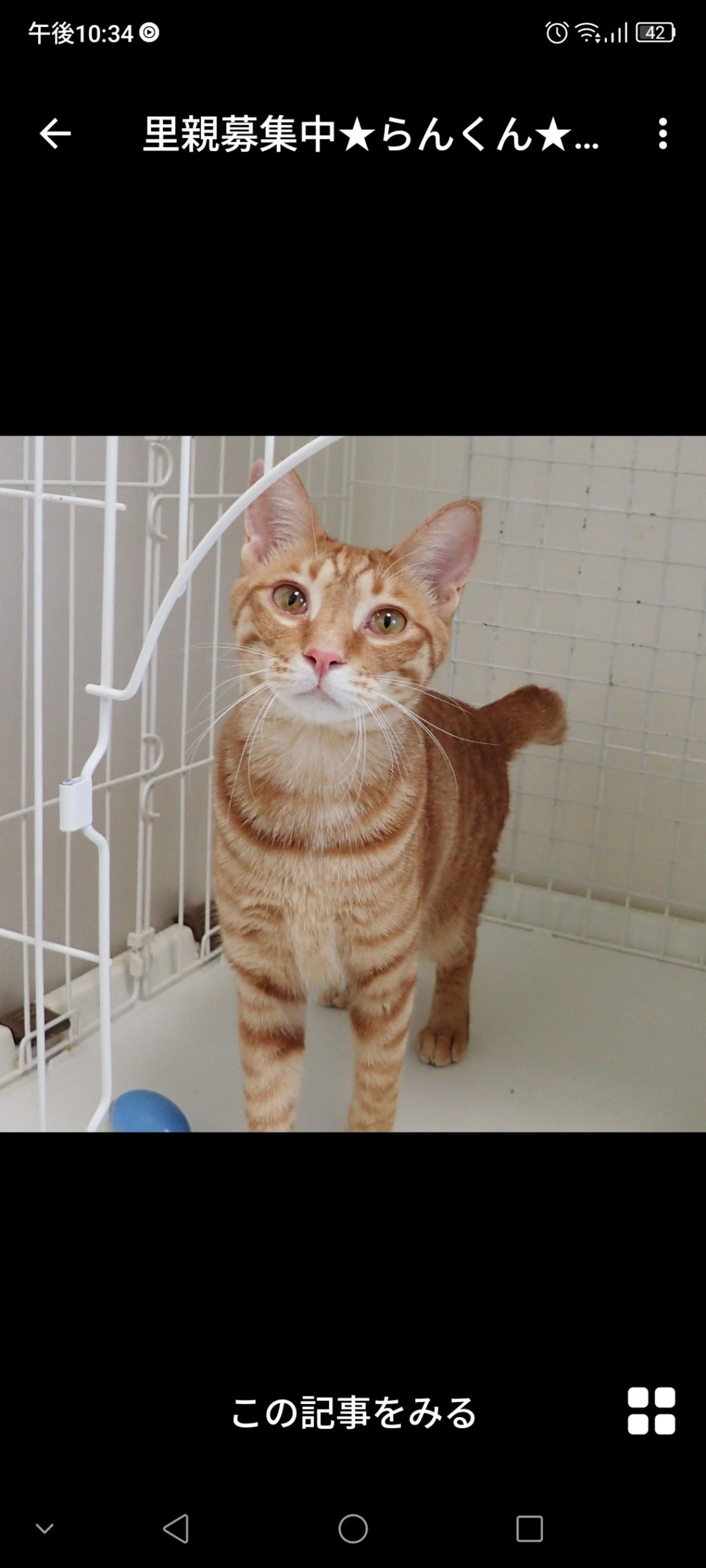 雑種（ミックス猫）・オスの里親募集の写真