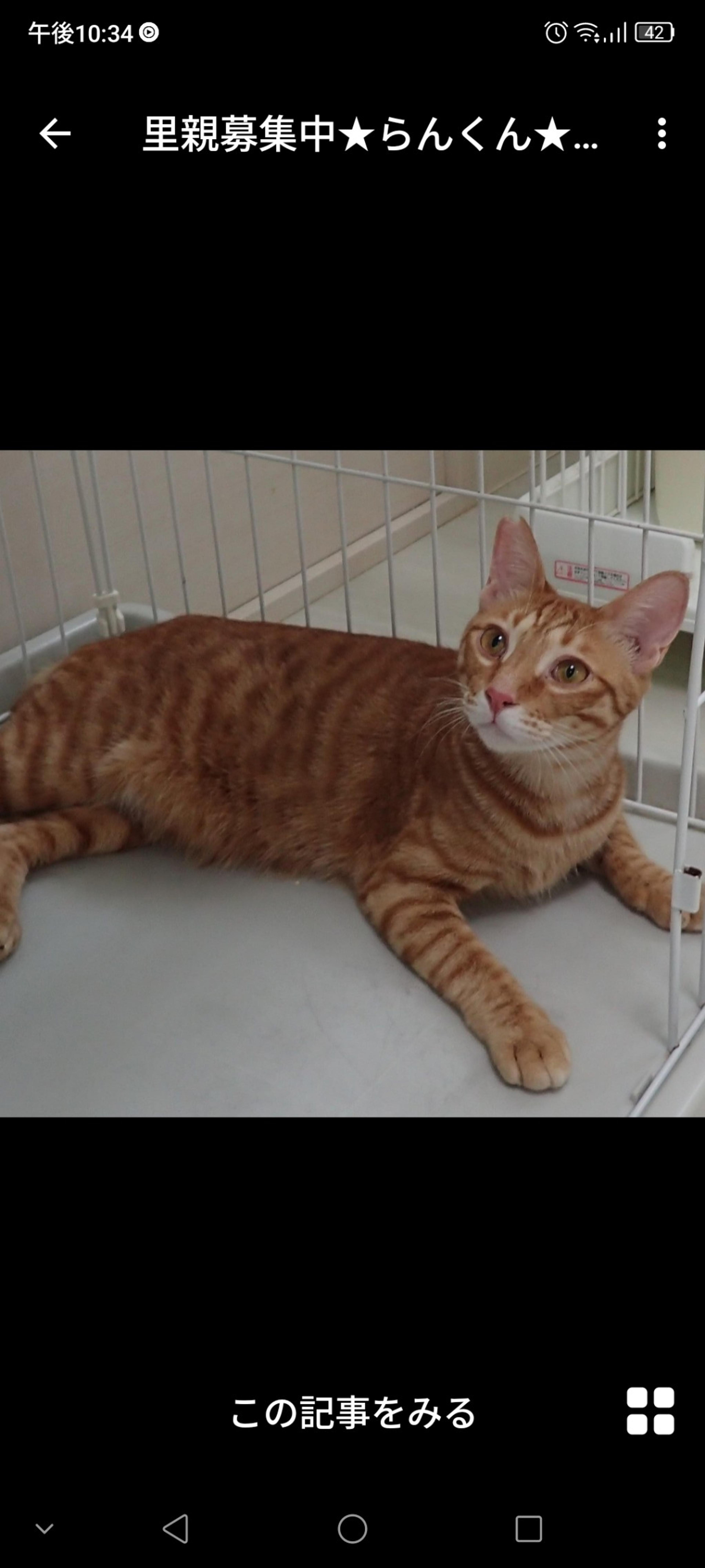 pet-image-3