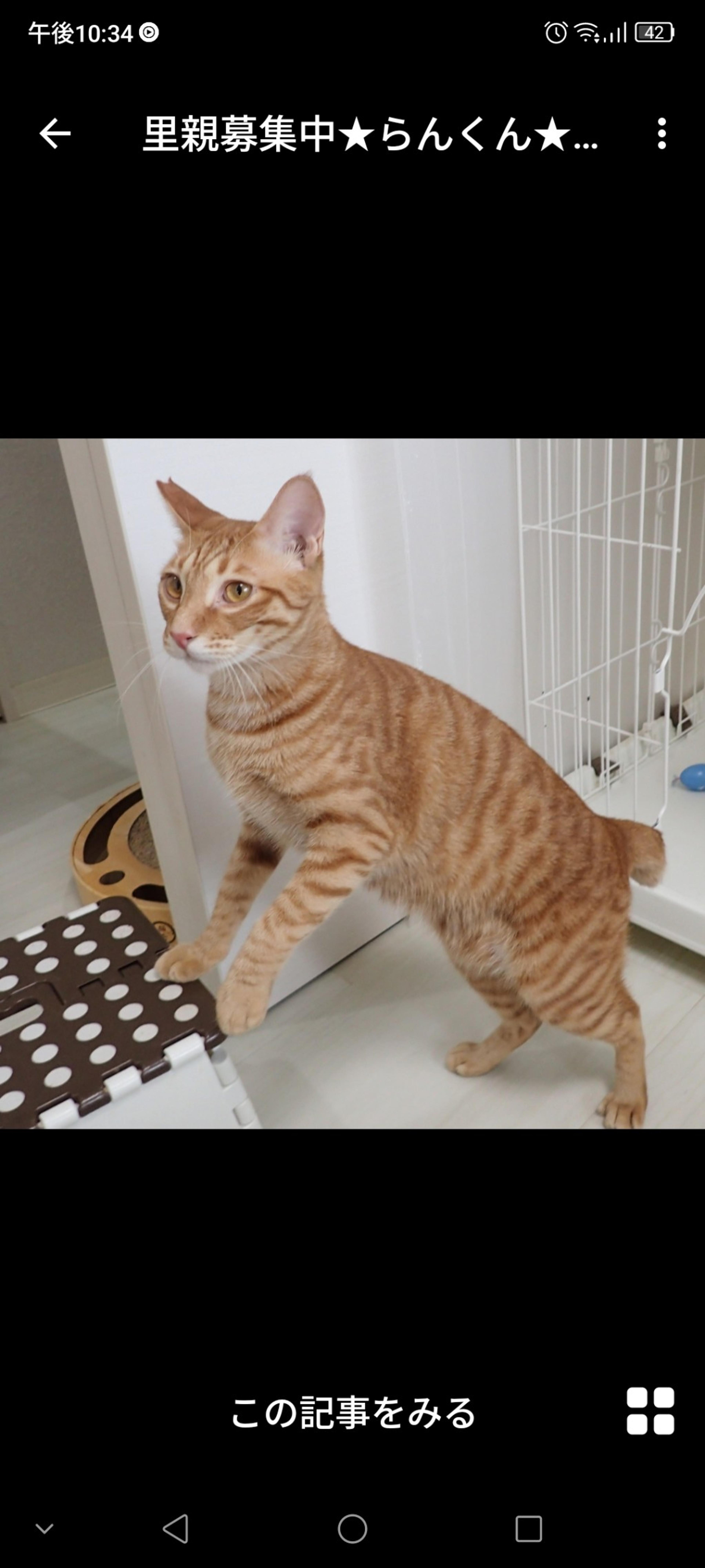 pet-image-2