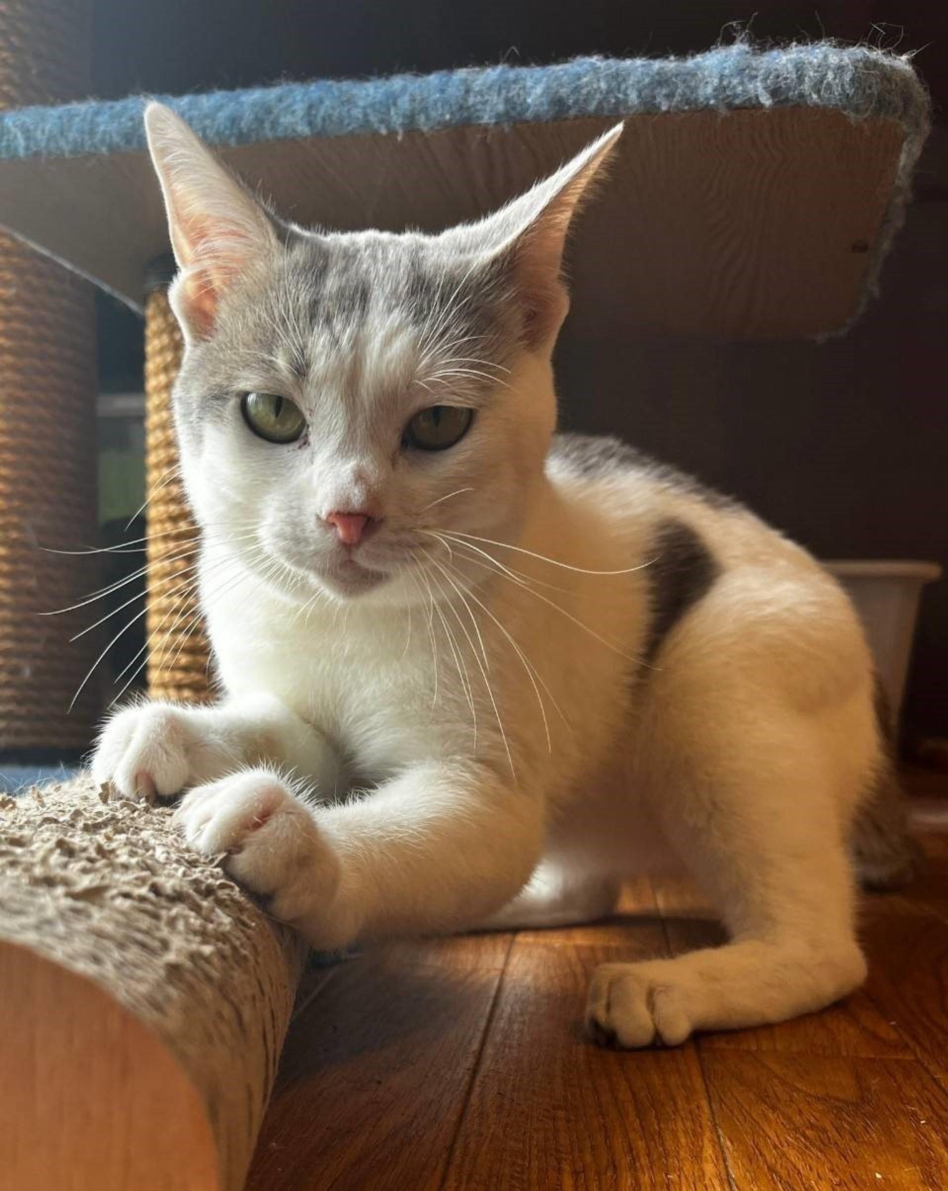 pet-image-5