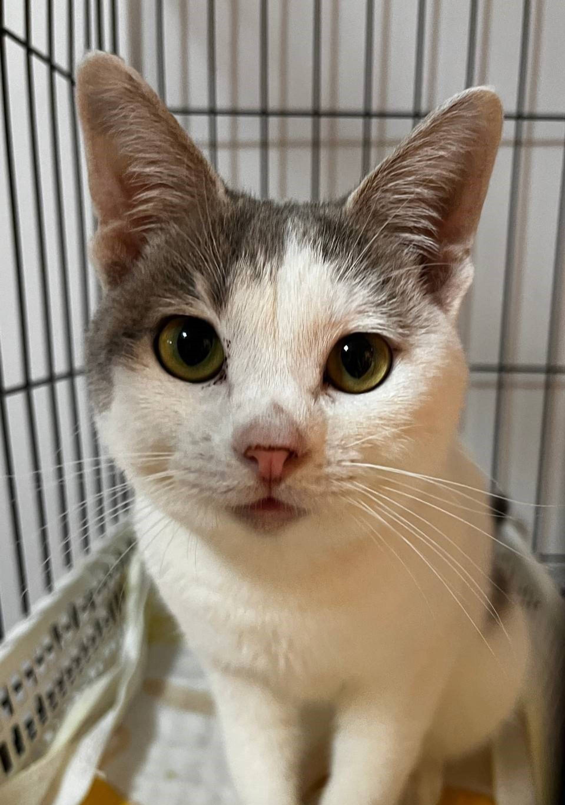 雑種（ミックス猫）・オスの里親募集の写真