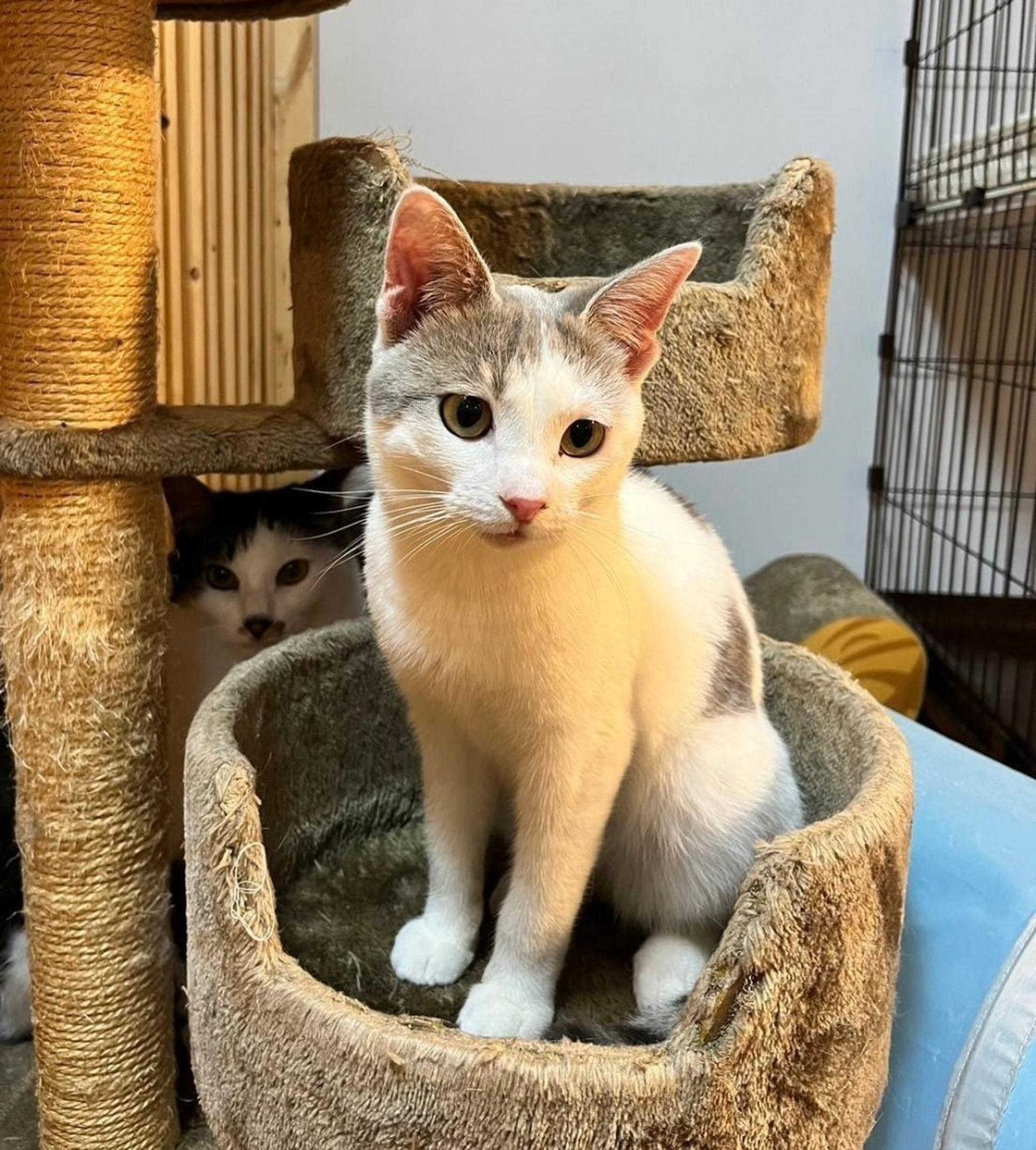pet-image-2