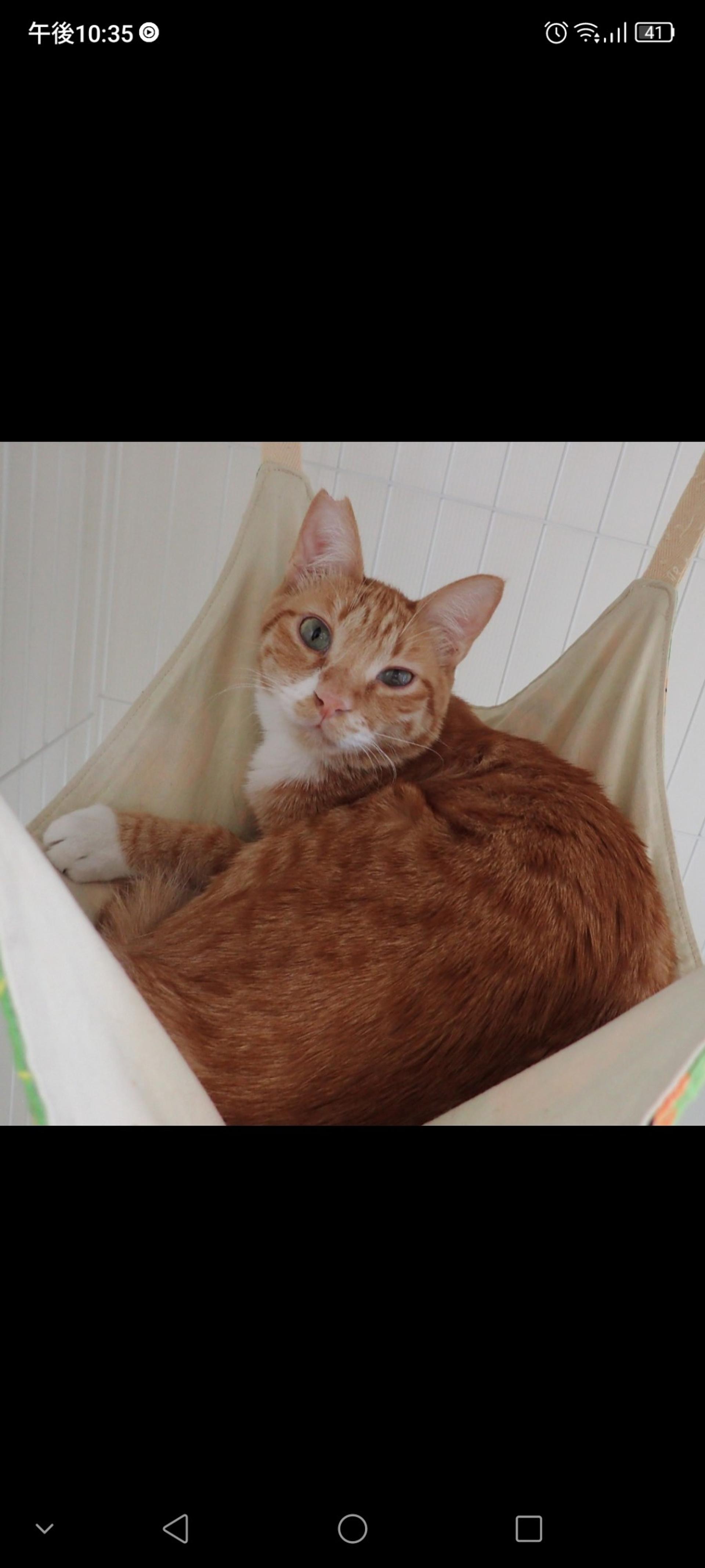 pet-image-2