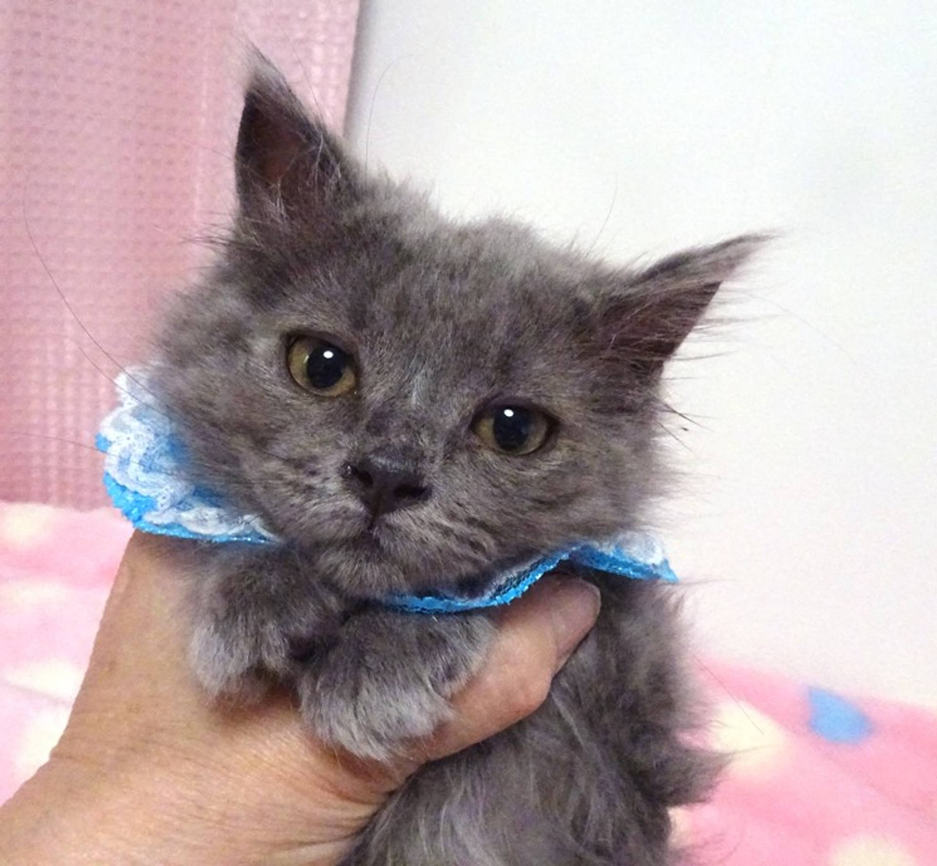 雑種（ミックス猫）・オスの里親募集の写真