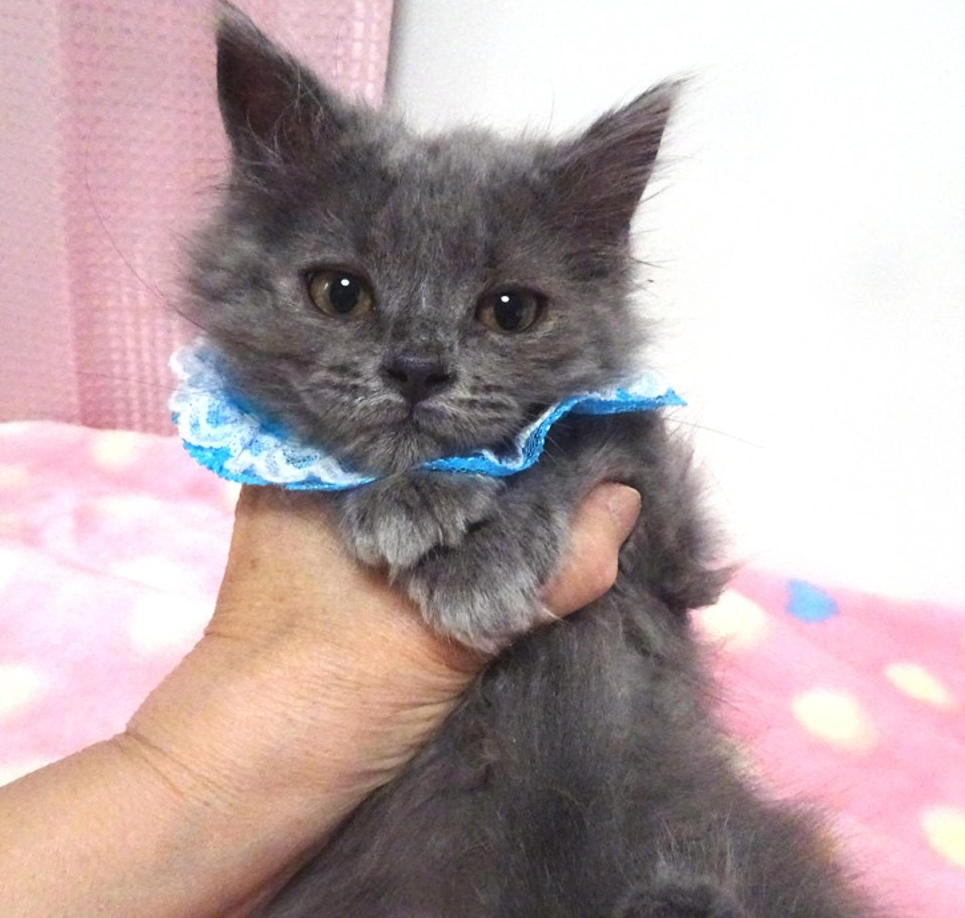 pet-image-2