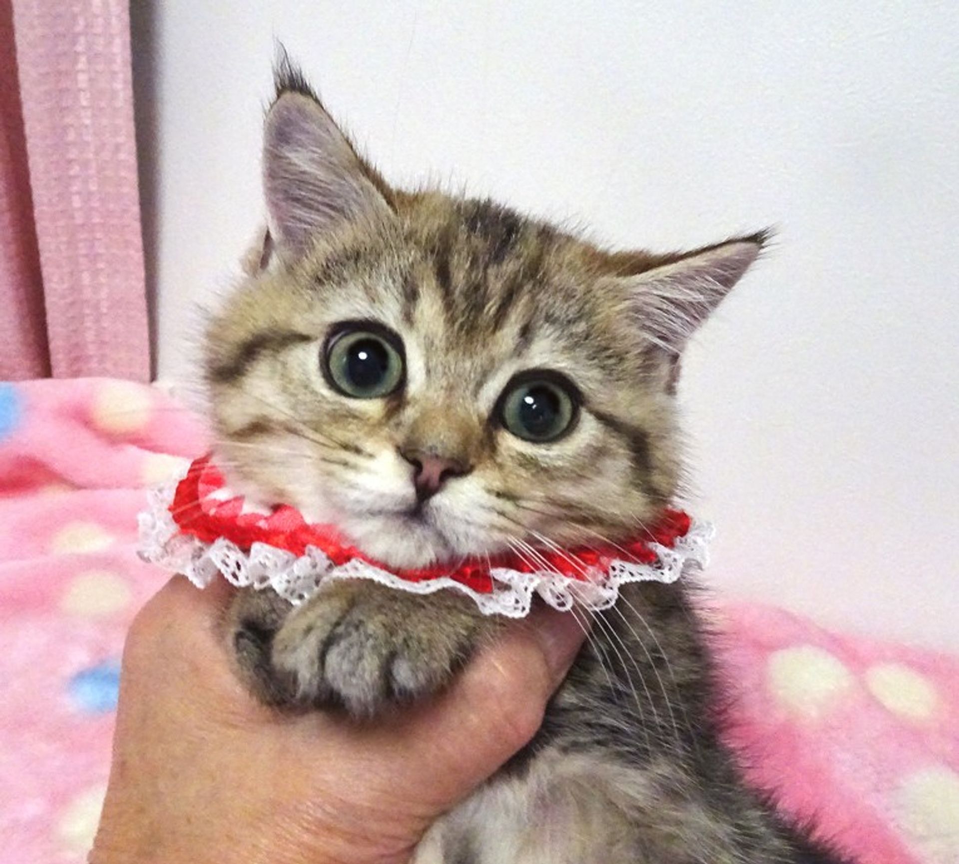 雑種（ミックス猫）・メスの里親募集の写真