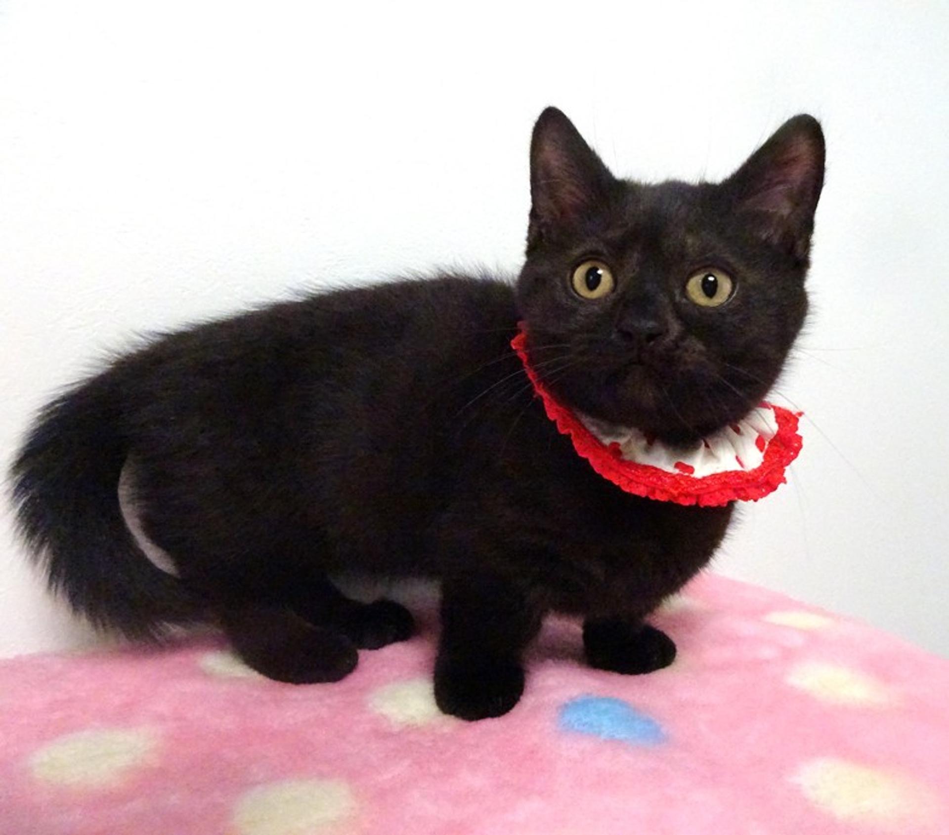 pet-image-4