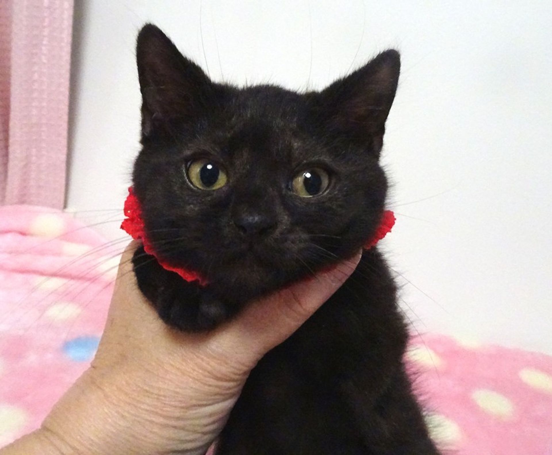 雑種（ミックス猫）・メスの里親募集の写真